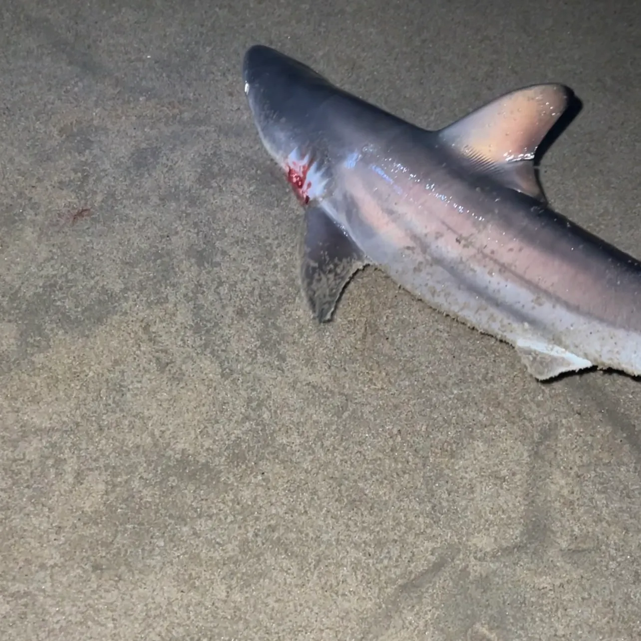 The most recent Blacktip shark catches on Fishbrain
