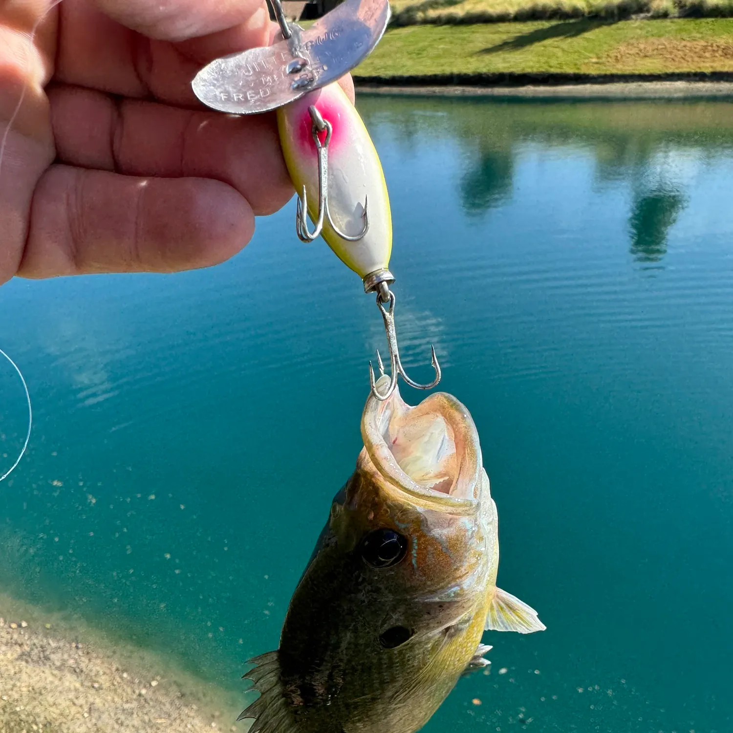 Bluegill caught on Fishbrain