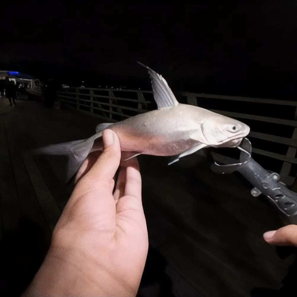 The most recent Blue salmon catfish catches on Fishbrain