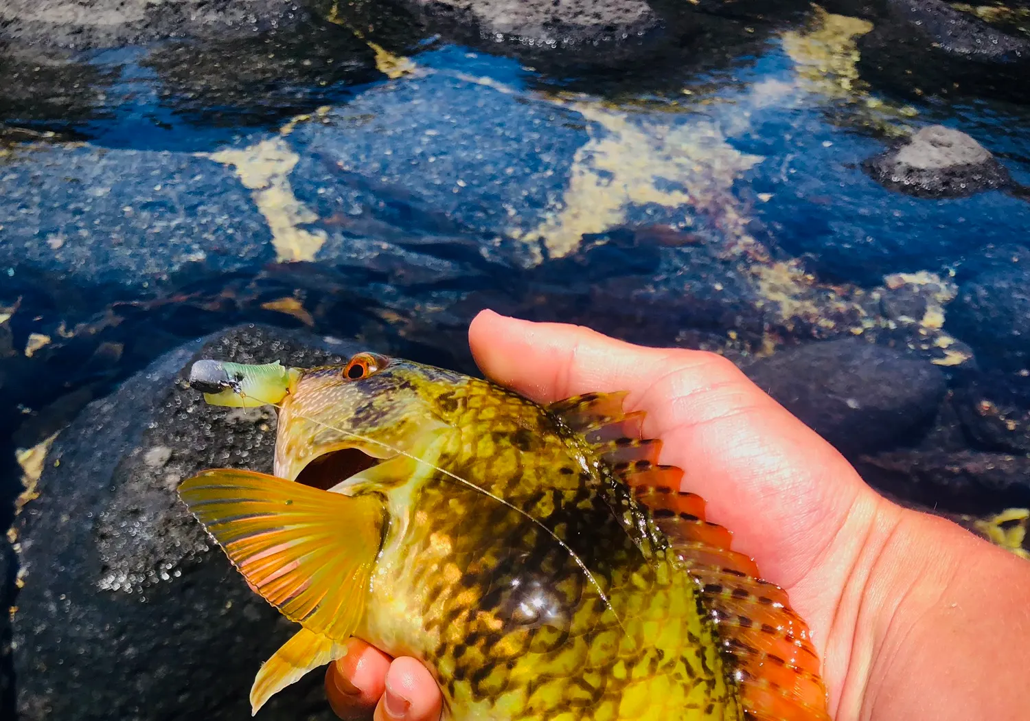 Blue-throated wrasse