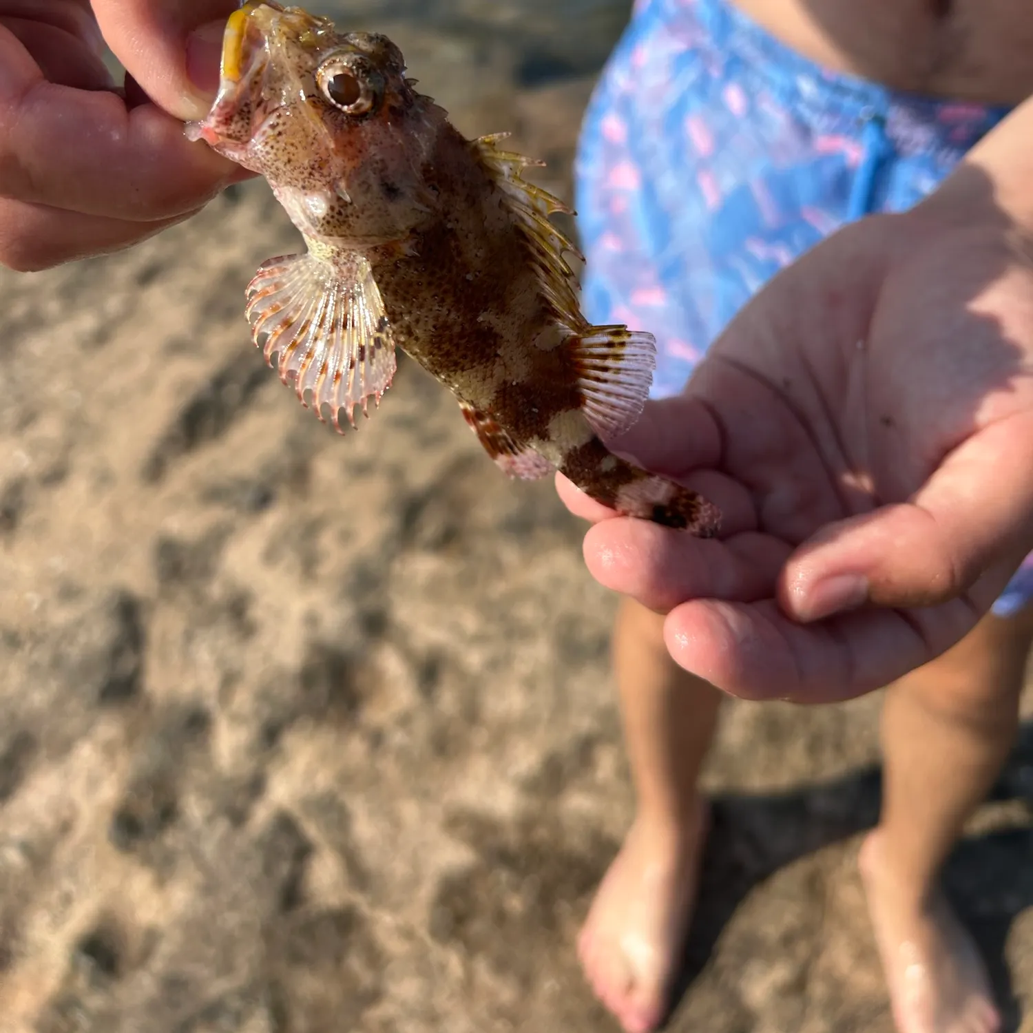 The most recent Black scorpionfish catches on Fishbrain