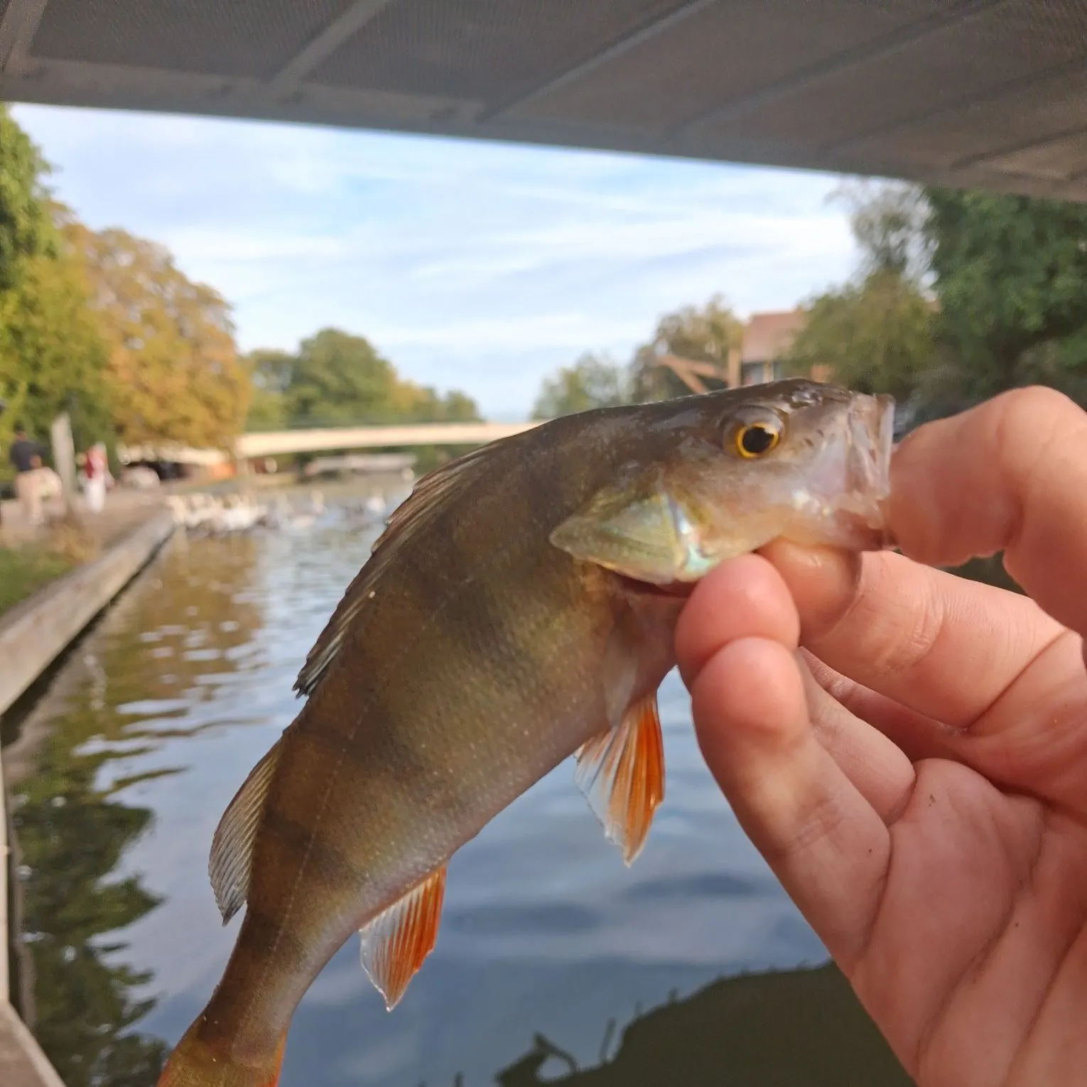European perch caught on Fishbrain