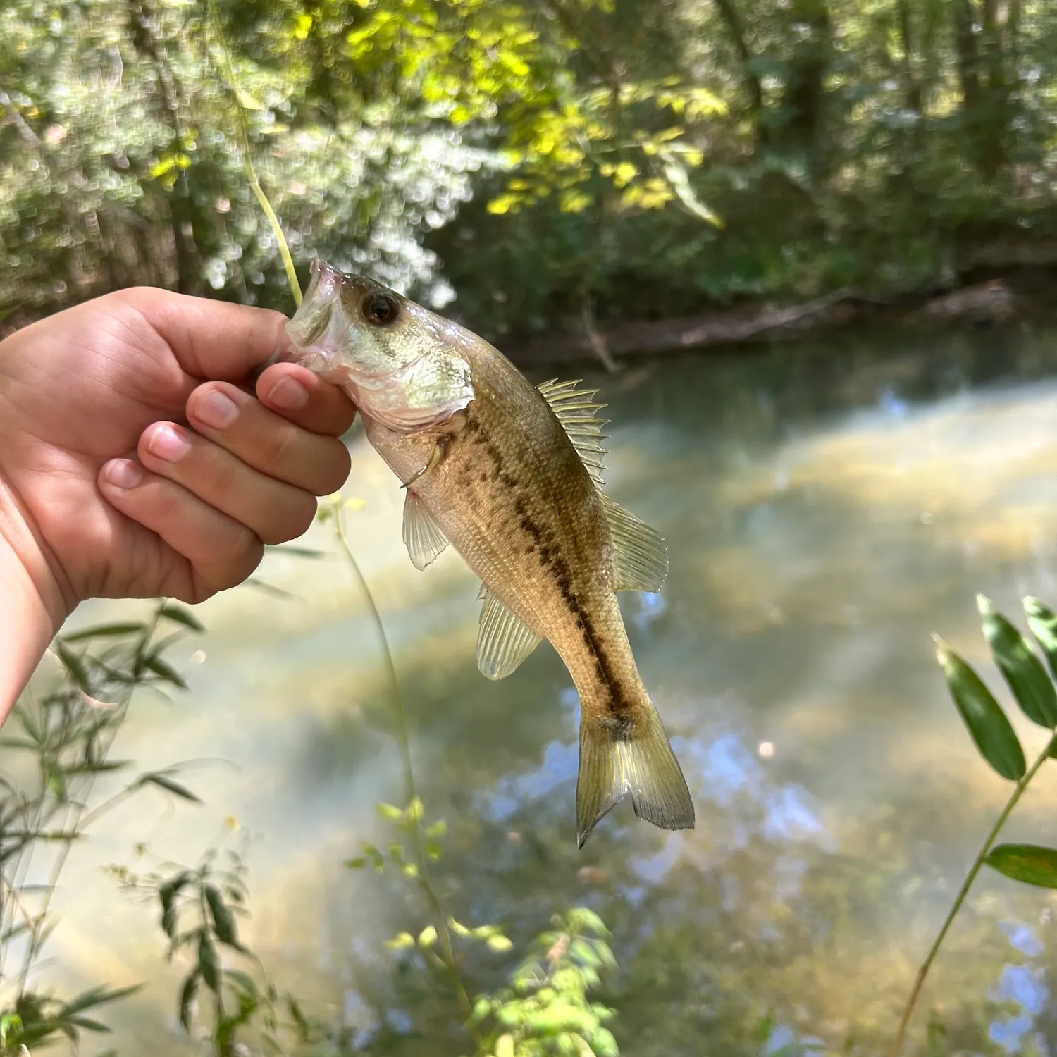 Spotted bass caught on Fishbrain