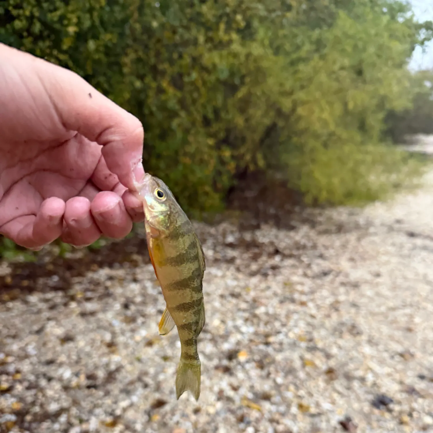 Yellow perch caught on Fishbrain