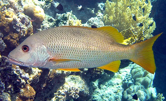 One-spot snapper