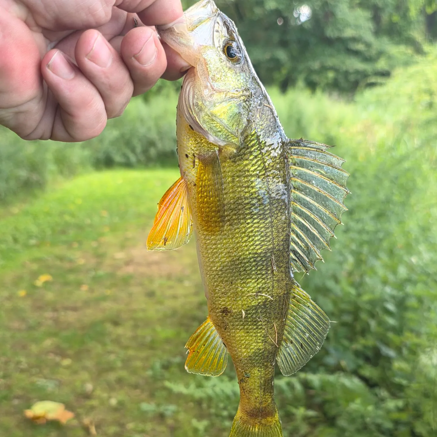 Yellow perch caught on Fishbrain