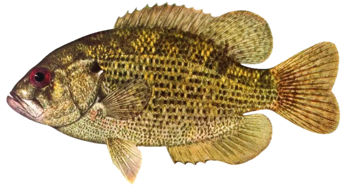 Rock bass