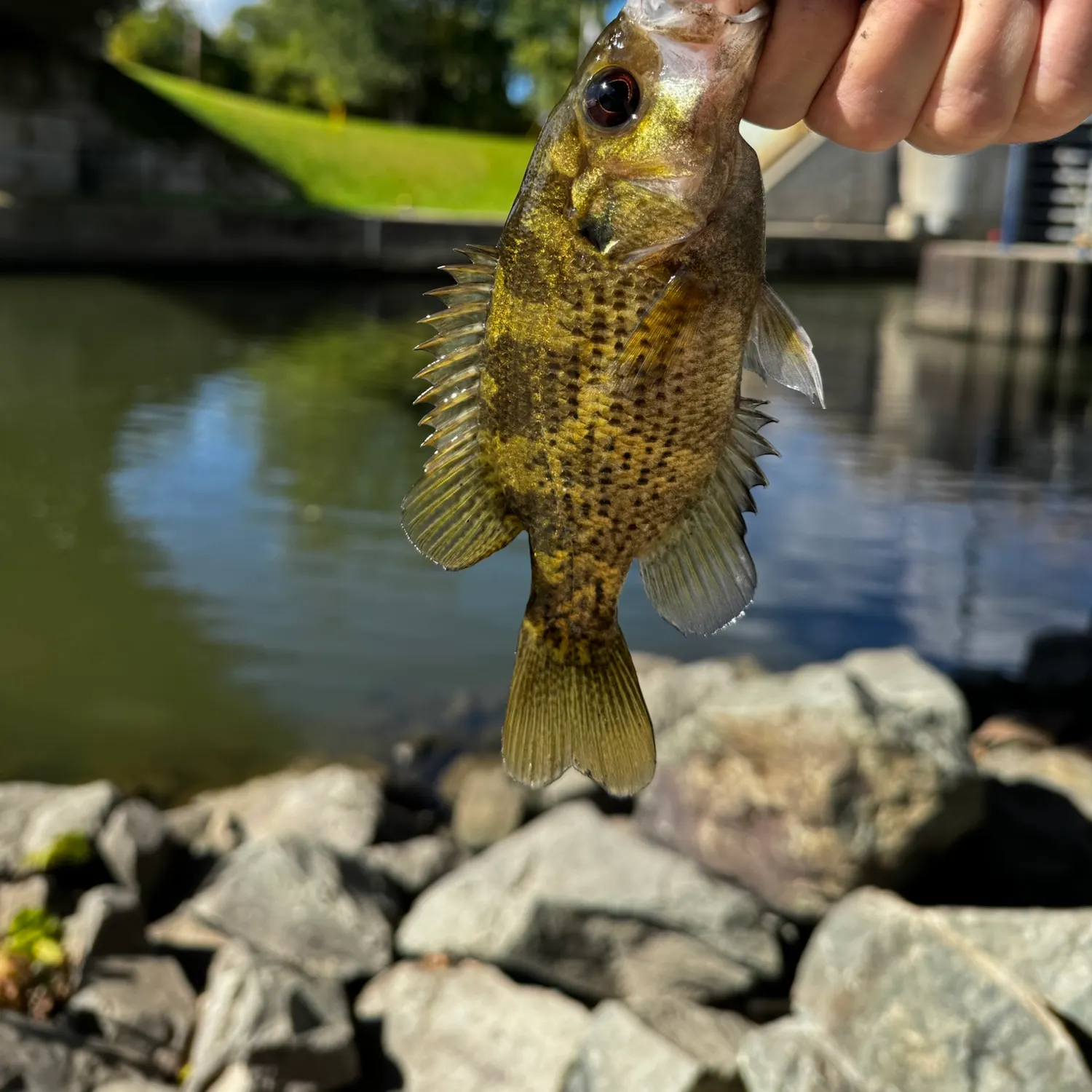 Rock bass caught on Fishbrain