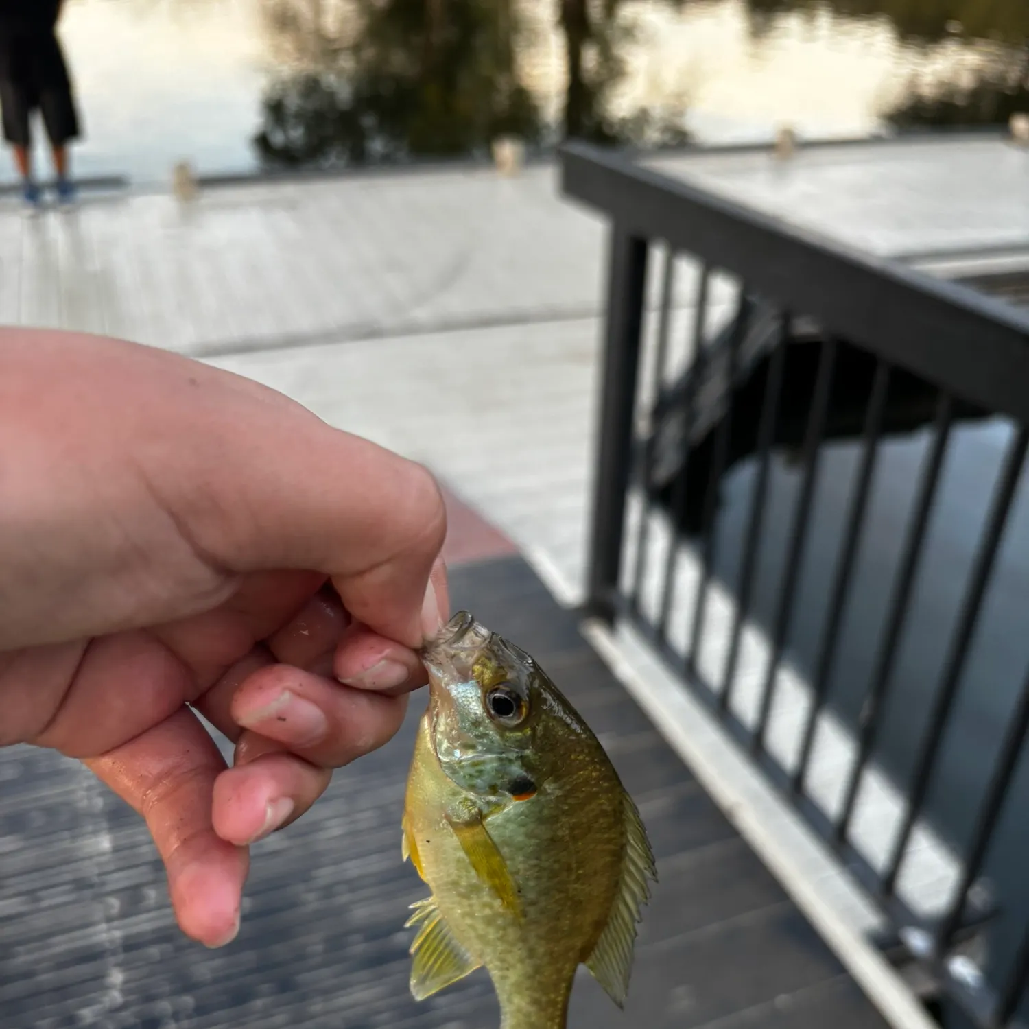 Redear sunfish caught on Fishbrain