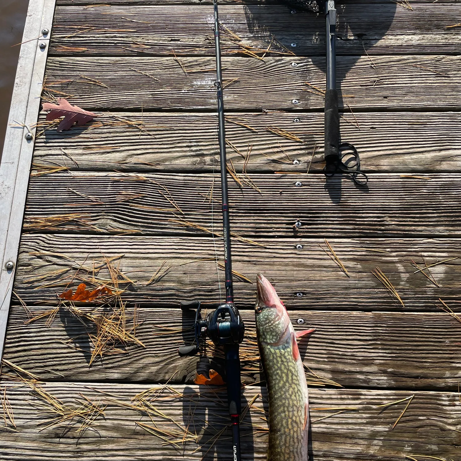 Northern pike caught on Fishbrain