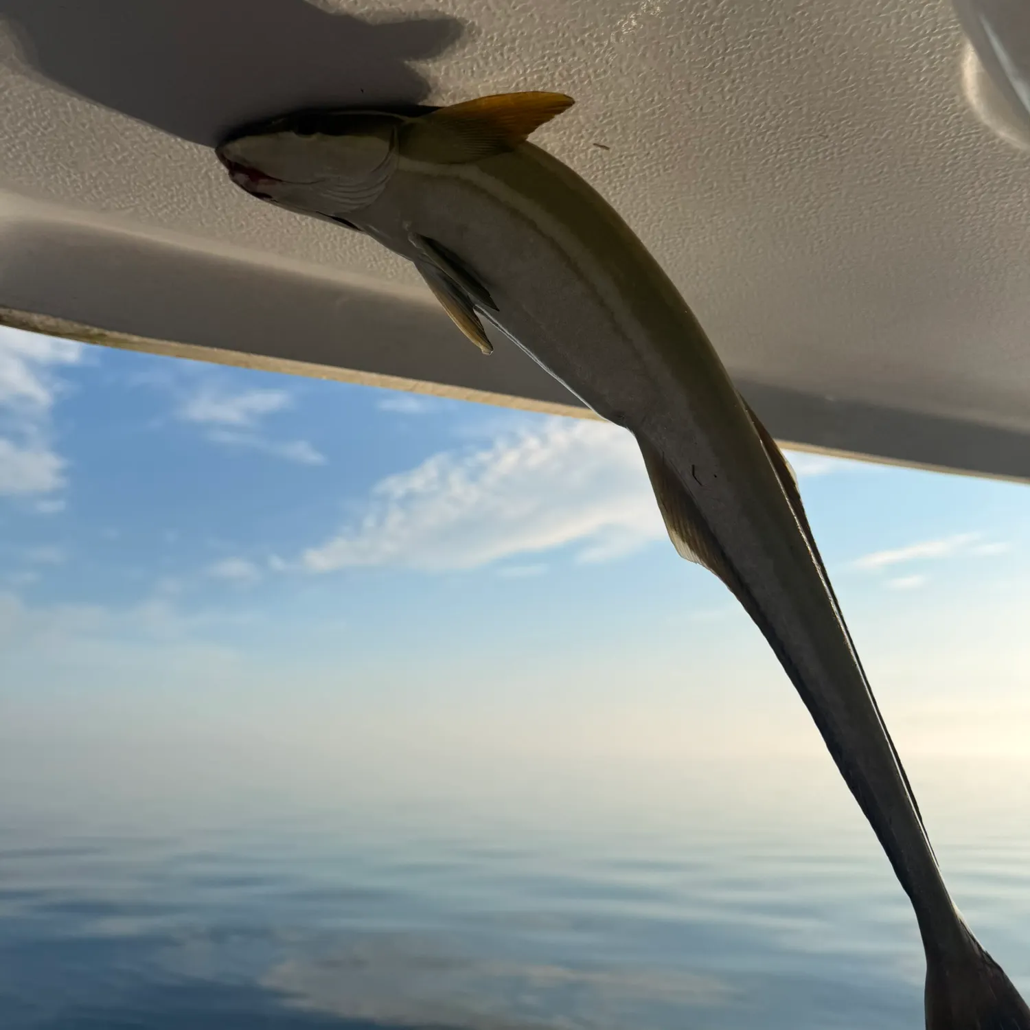 The most recent Live sharksucker catches on Fishbrain