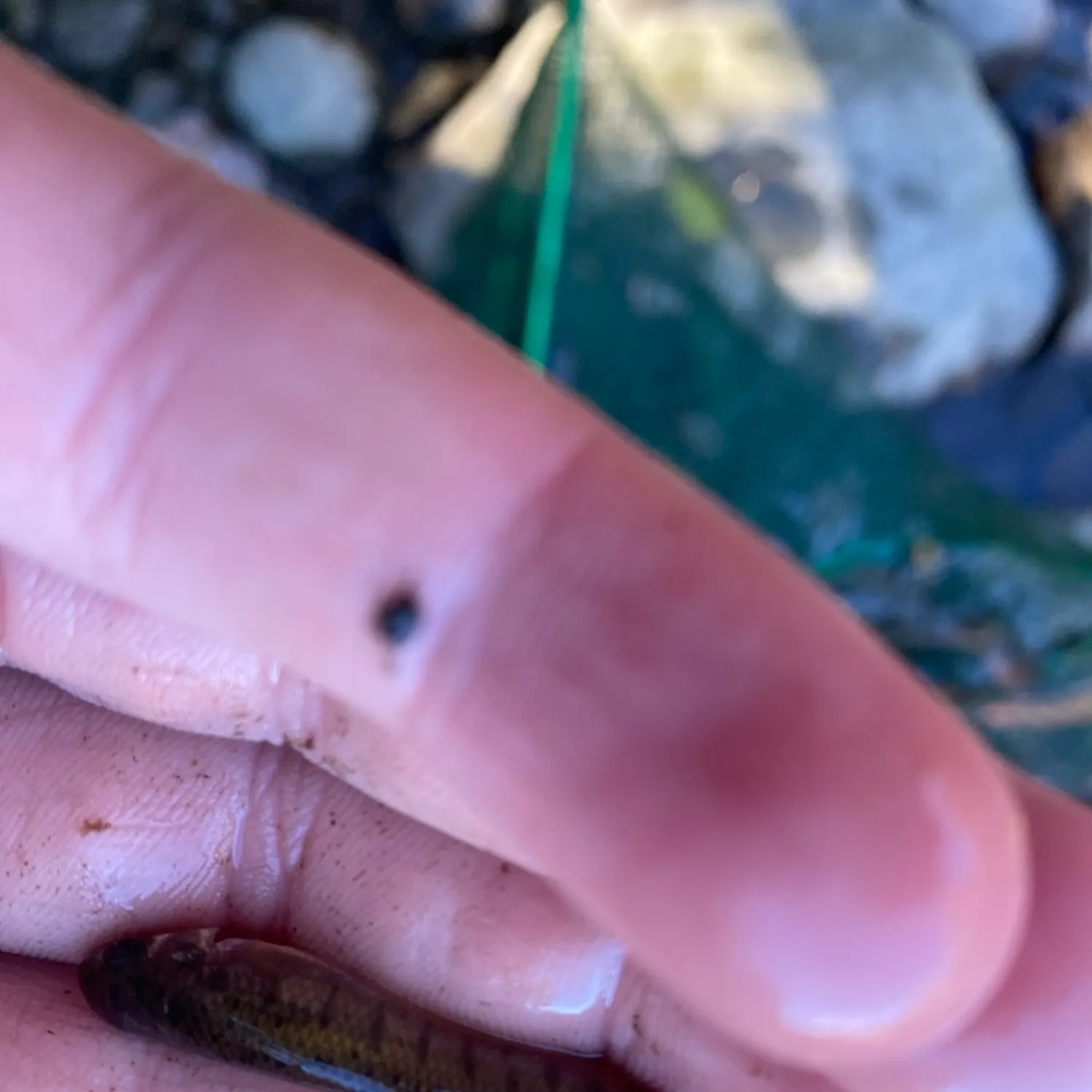 Mummichog caught on Fishbrain