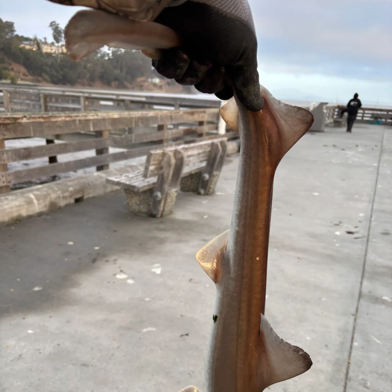 The most recent Grey smooth-hound catches on Fishbrain