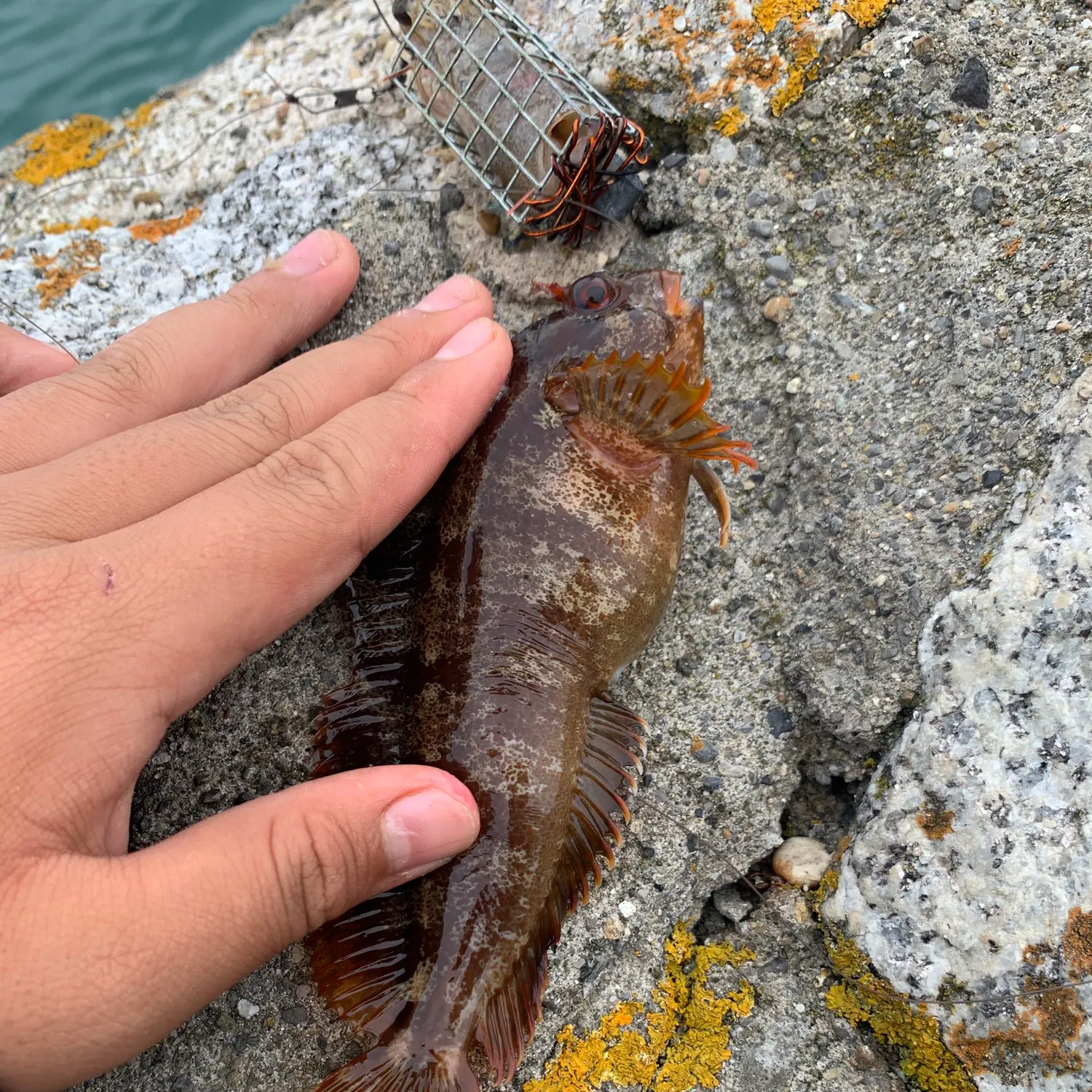 Rock goby caught on Fishbrain