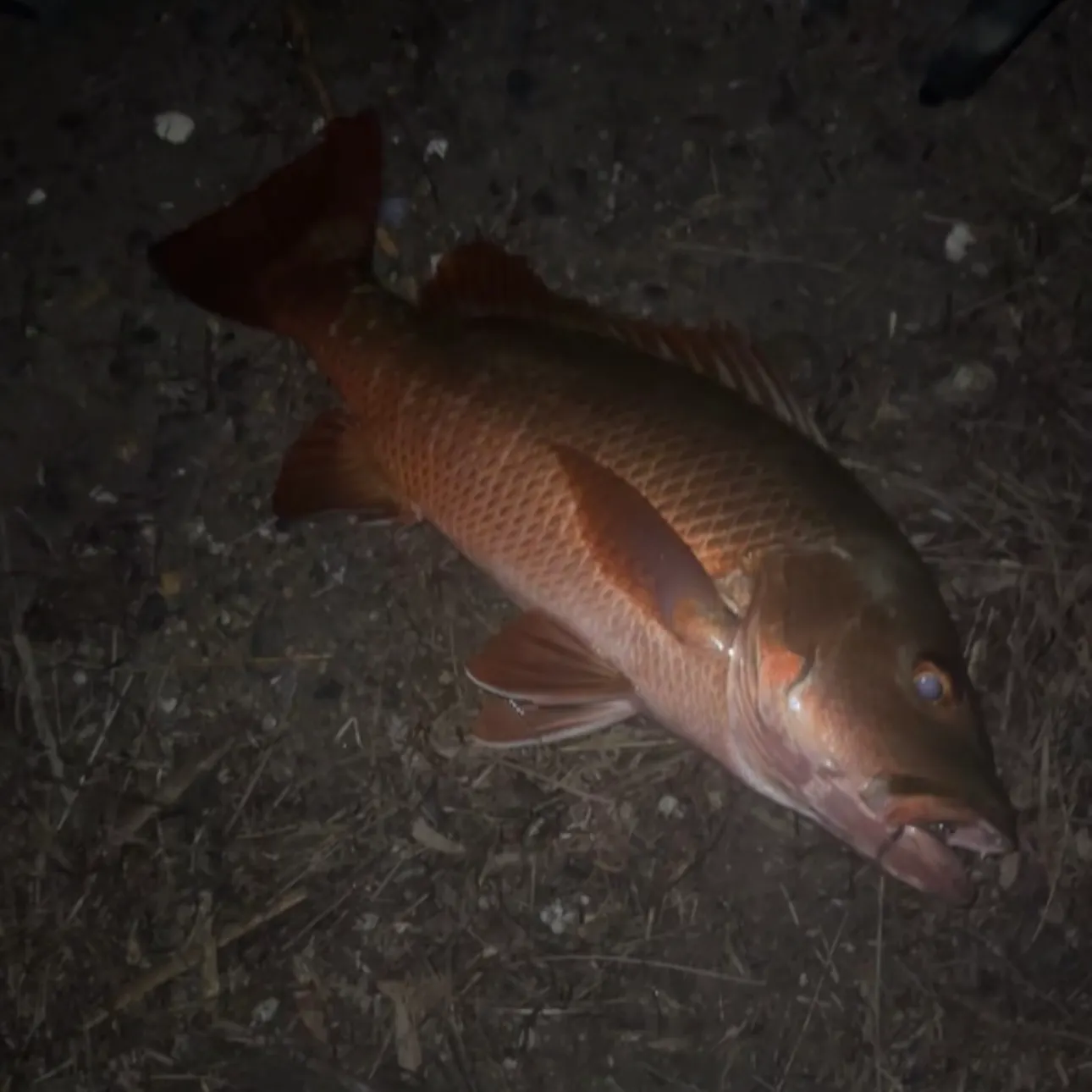 Mangrove red snapper caught on Fishbrain