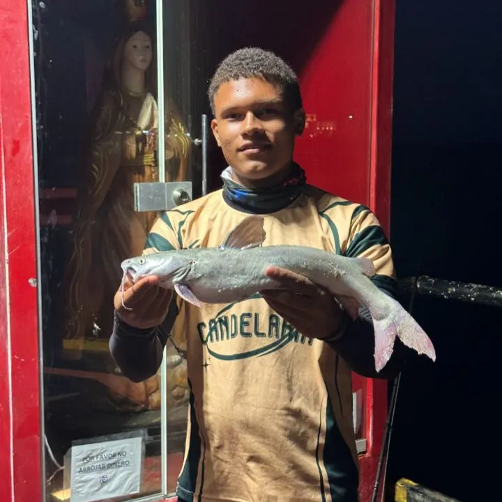 Blue catfish caught on Fishbrain