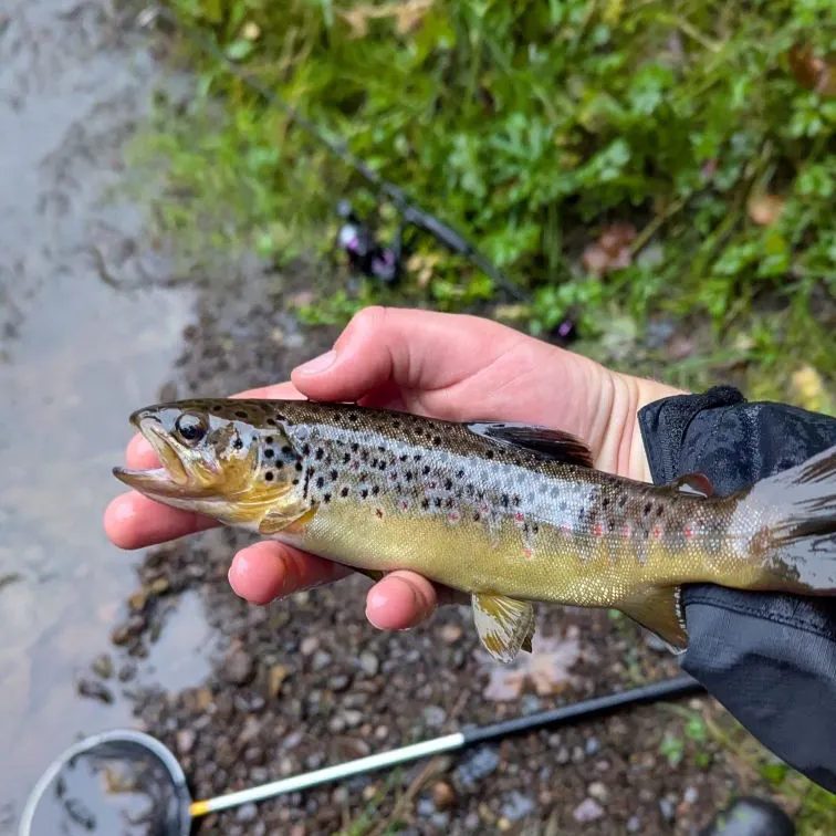 Brown trout caught on Fishbrain