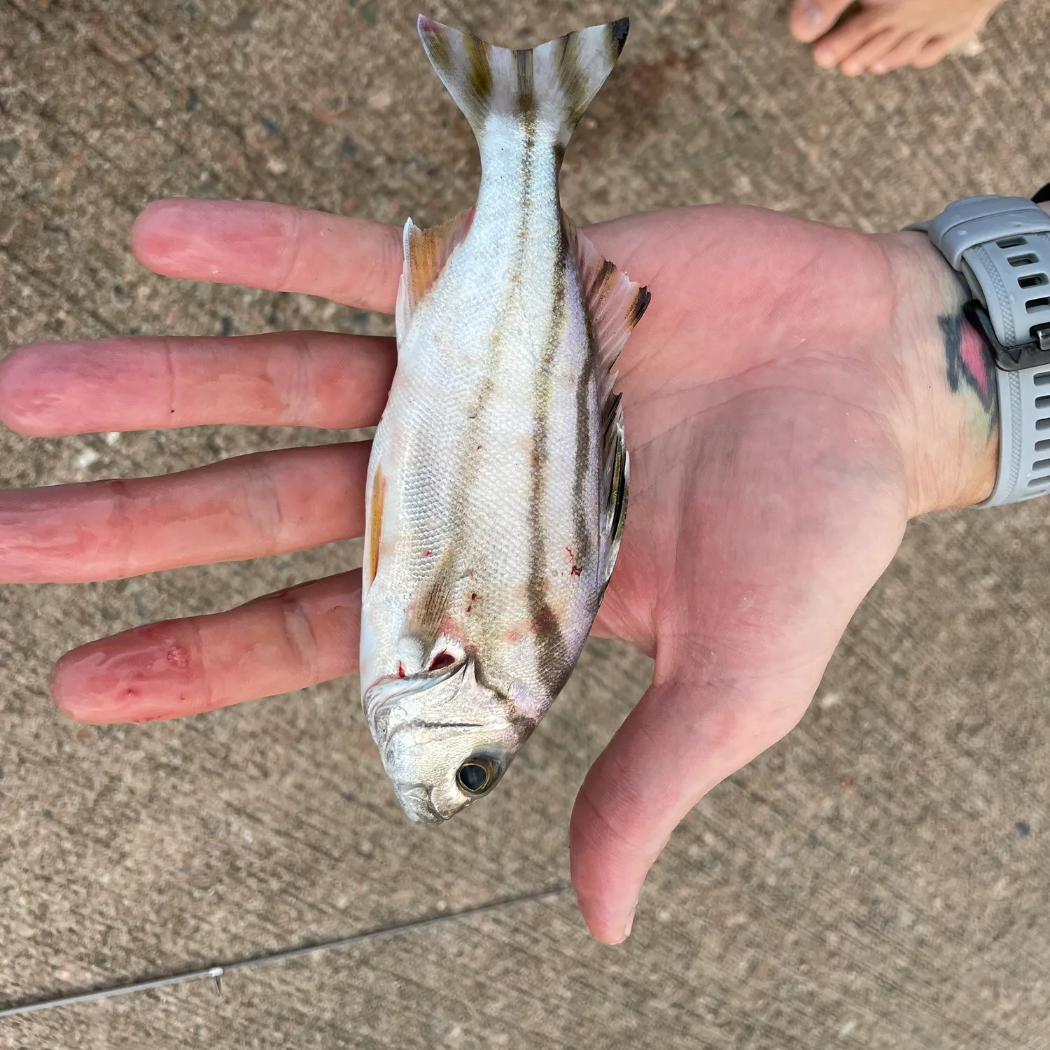 recently logged catches