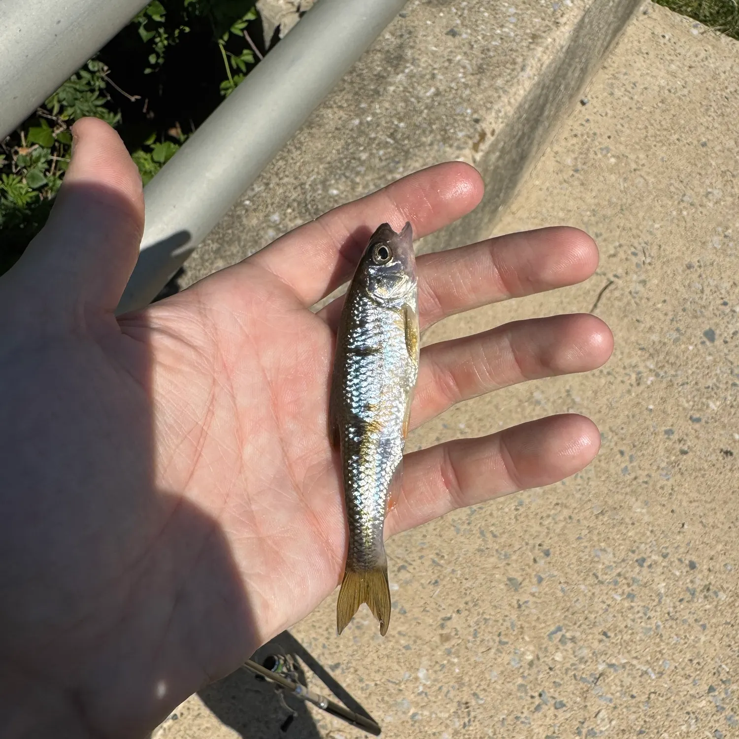 Common shiner caught on Fishbrain