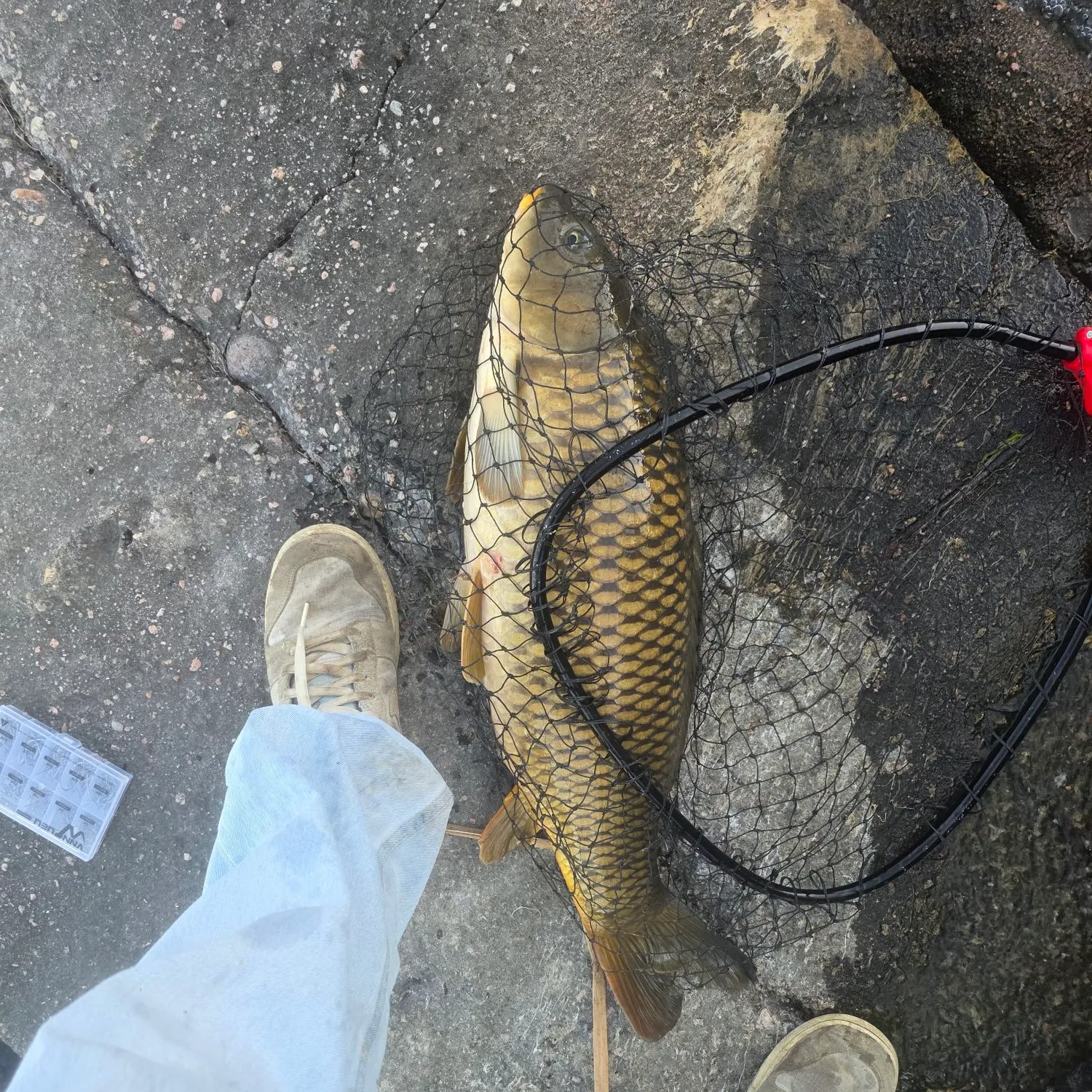 Common carp caught on Fishbrain