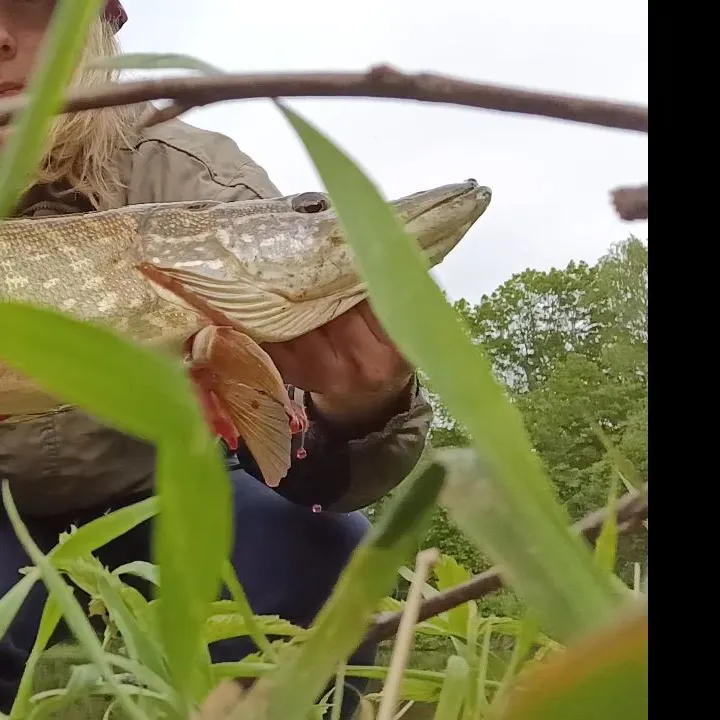 The most recent Northern pike catches on Fishbrain