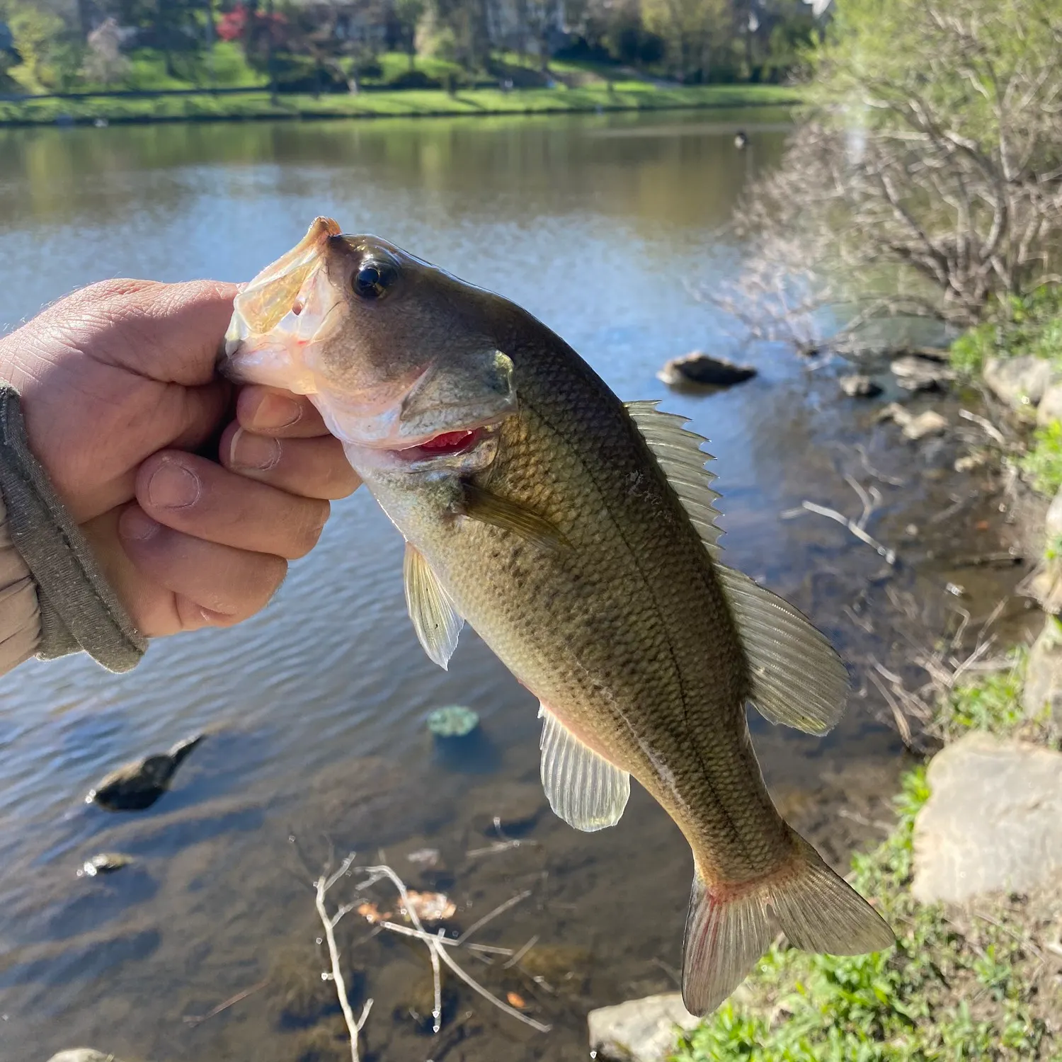 angler catch