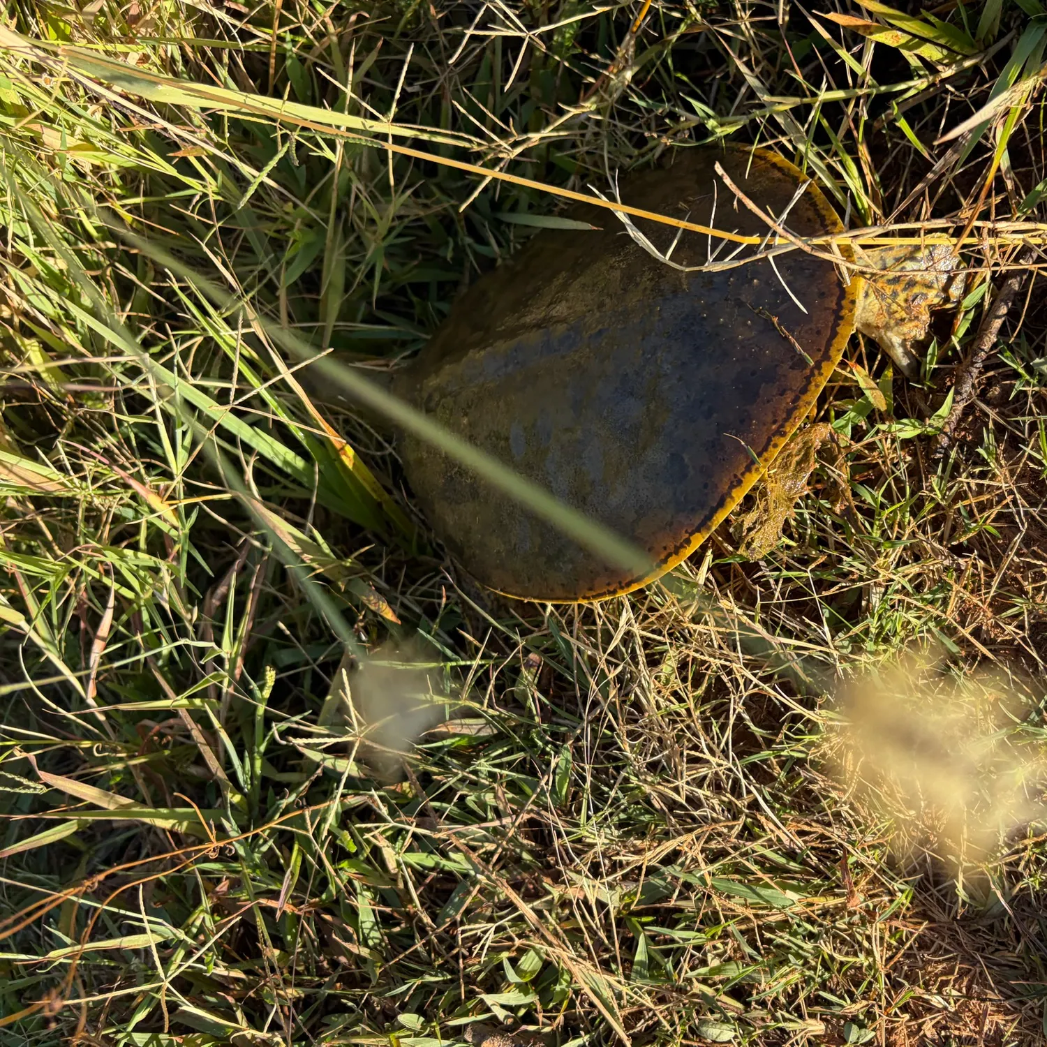 The most recent Smooth softshell turtle catches on Fishbrain