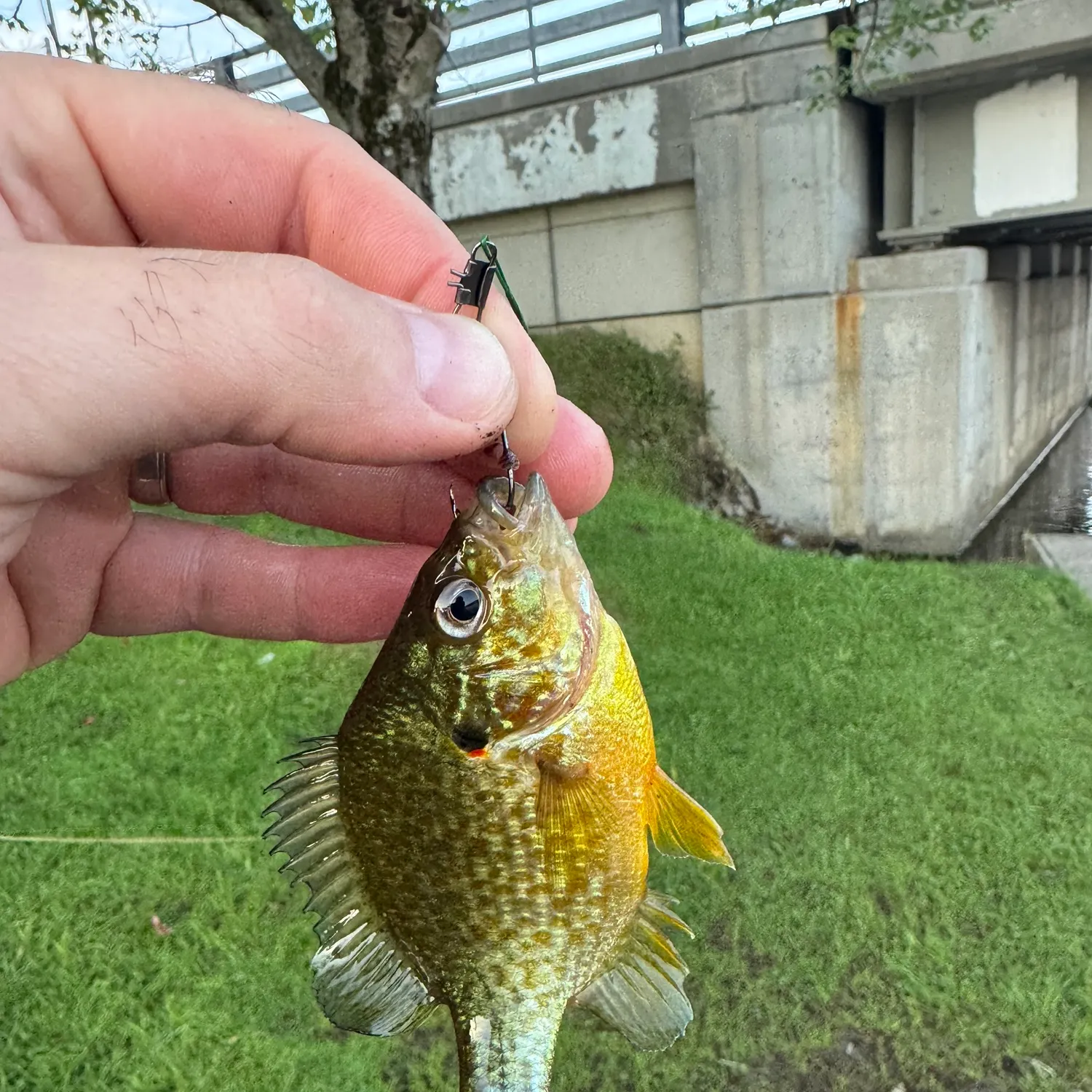 Pumpkinseed caught on Fishbrain