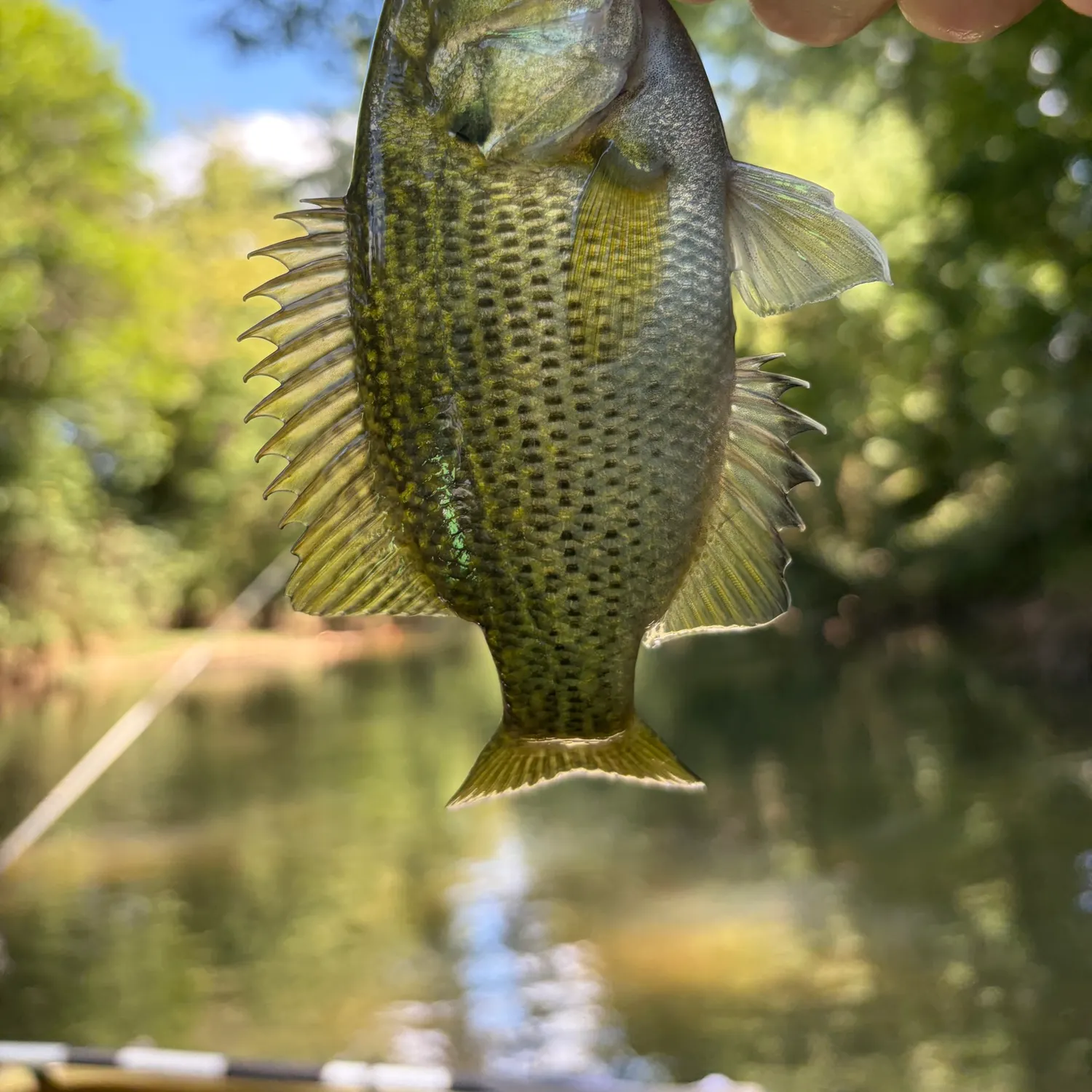 Rock bass caught on Fishbrain