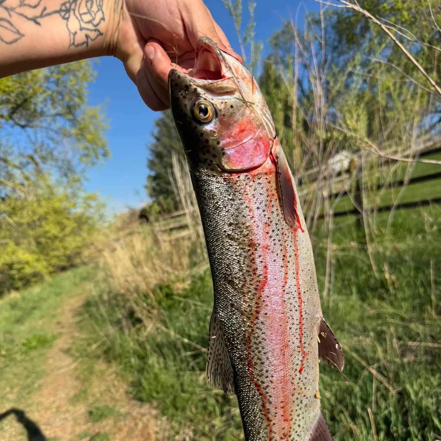 recently logged catches