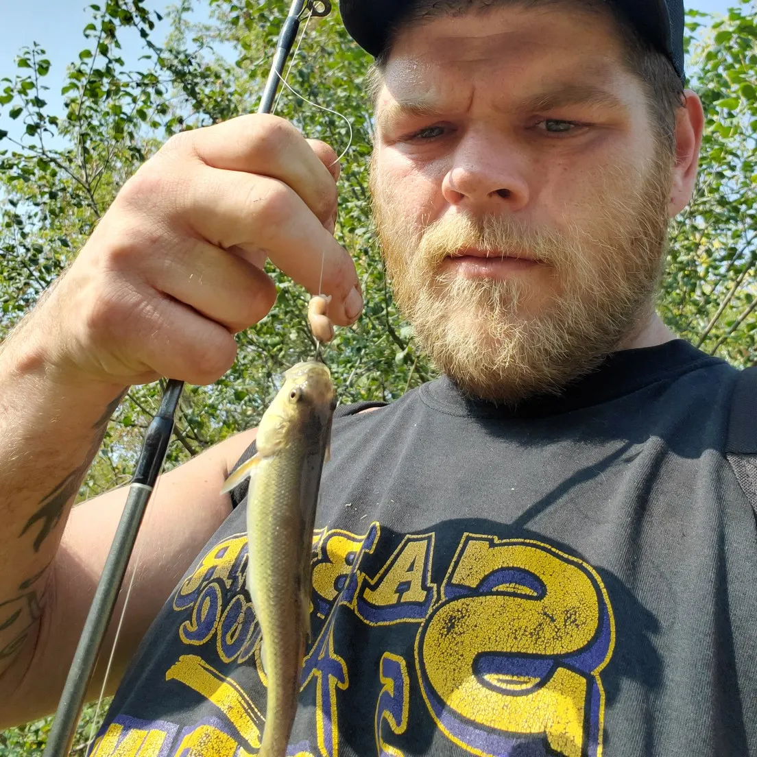 Creek chub caught on Fishbrain