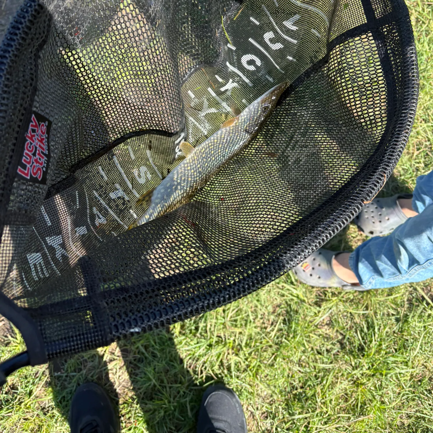 Fish caught on Fishbrain