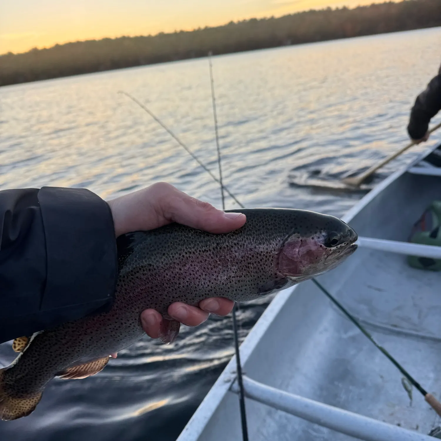 Rainbow trout caught on Fishbrain