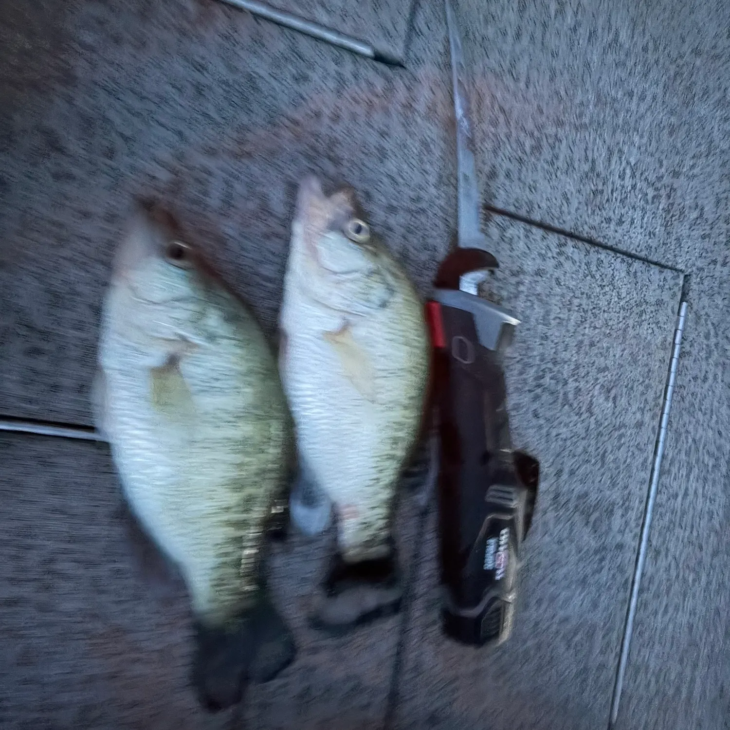 recently logged catches