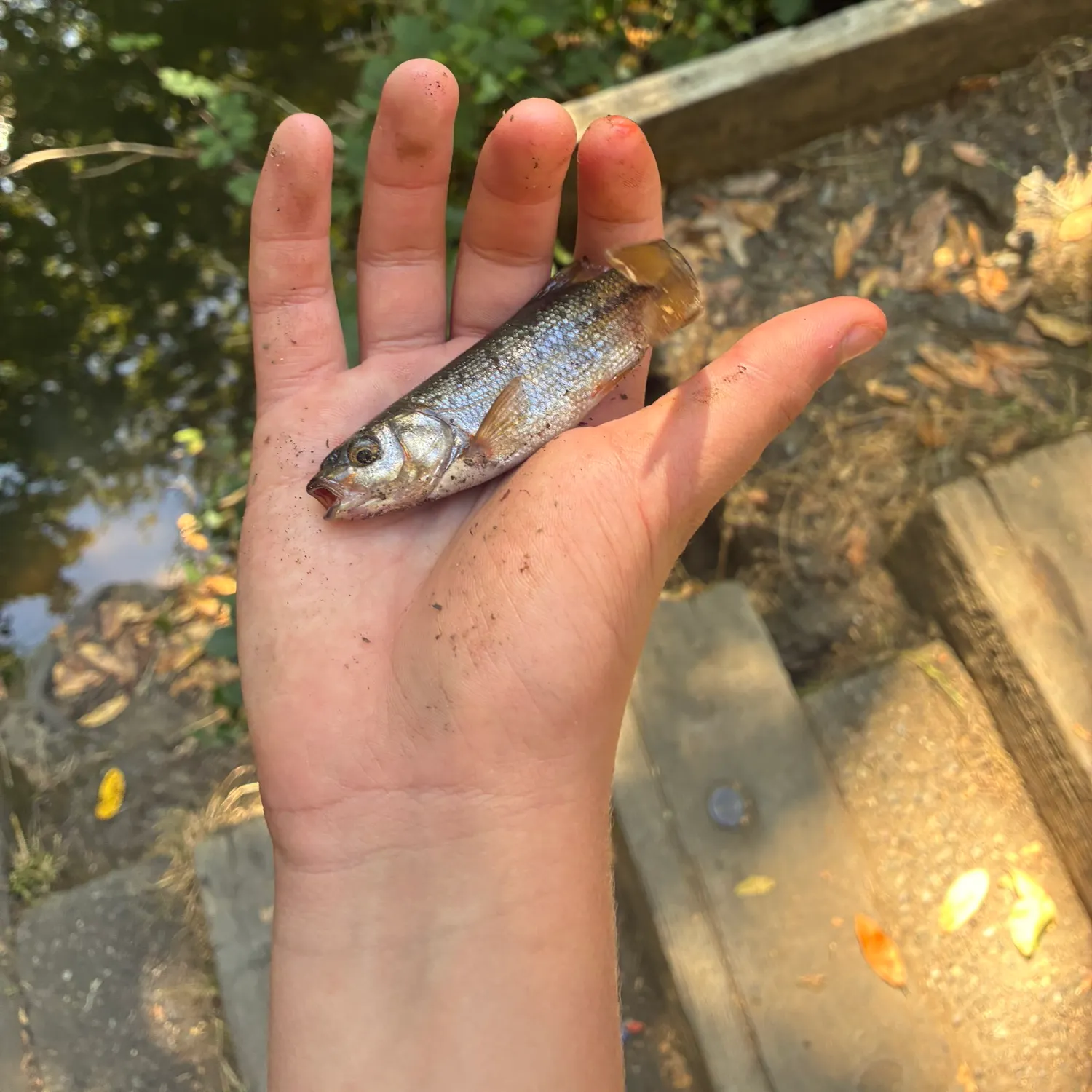 The most recent Mountain whitefish catches on Fishbrain