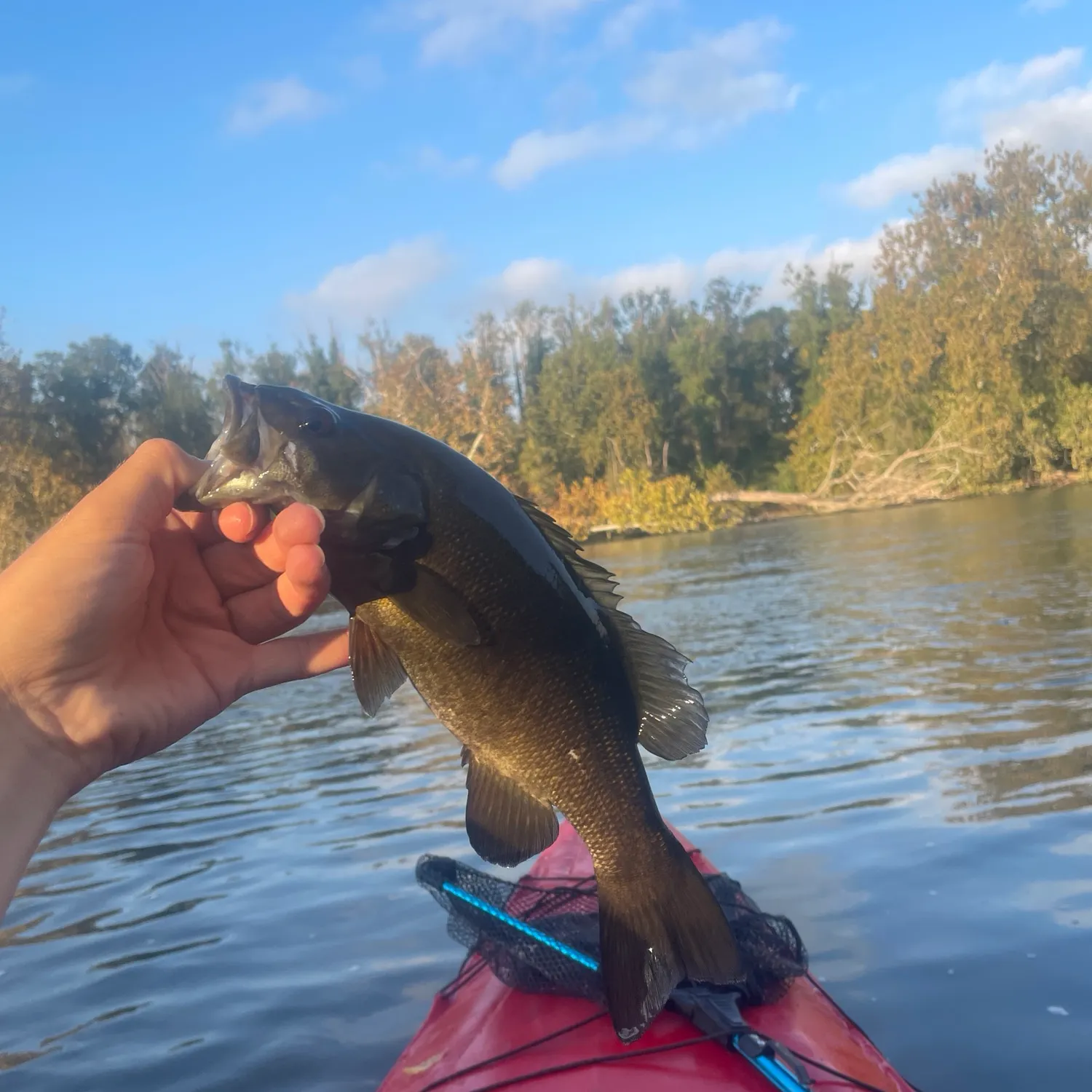Smallmouth bass caught on Fishbrain