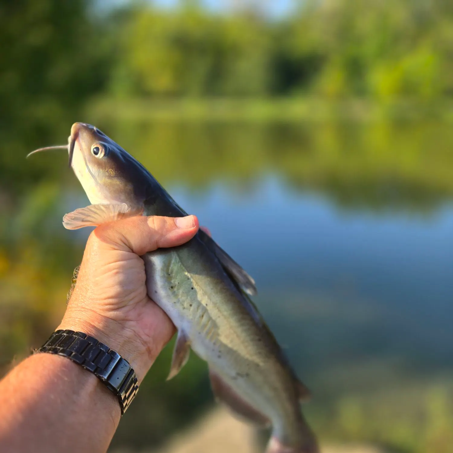 Channel catfish caught on Fishbrain