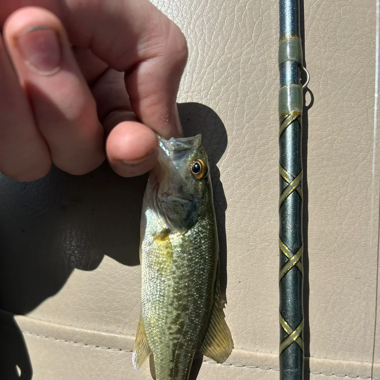 Largemouth bass caught on Fishbrain