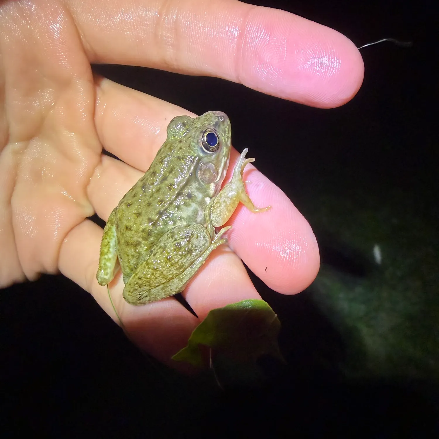 The most recent Northern leopard frog catches on Fishbrain