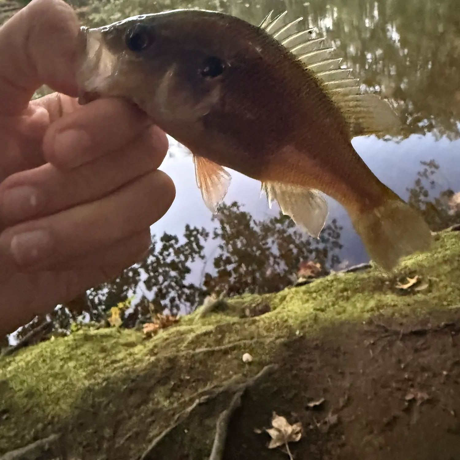 Green sunfish caught on Fishbrain