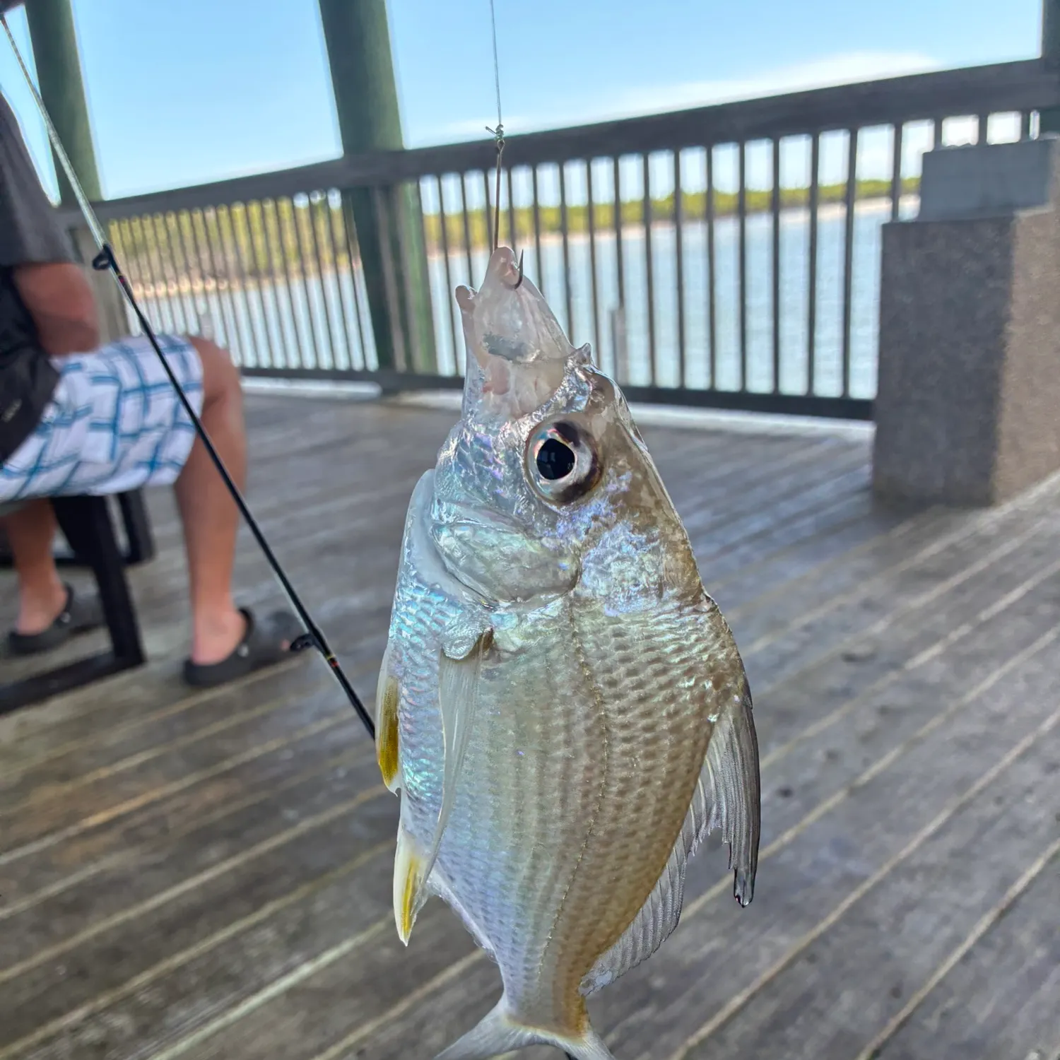 The most recent Irish mojarra catches on Fishbrain