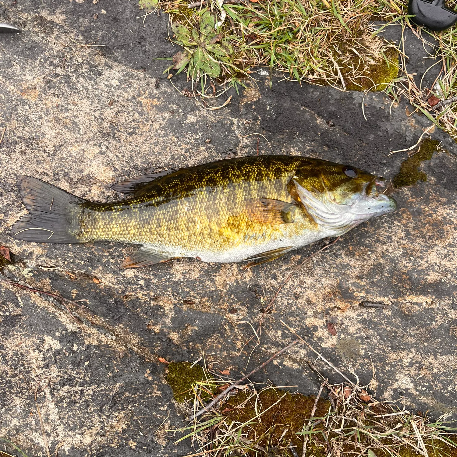 Smallmouth bass caught on Fishbrain
