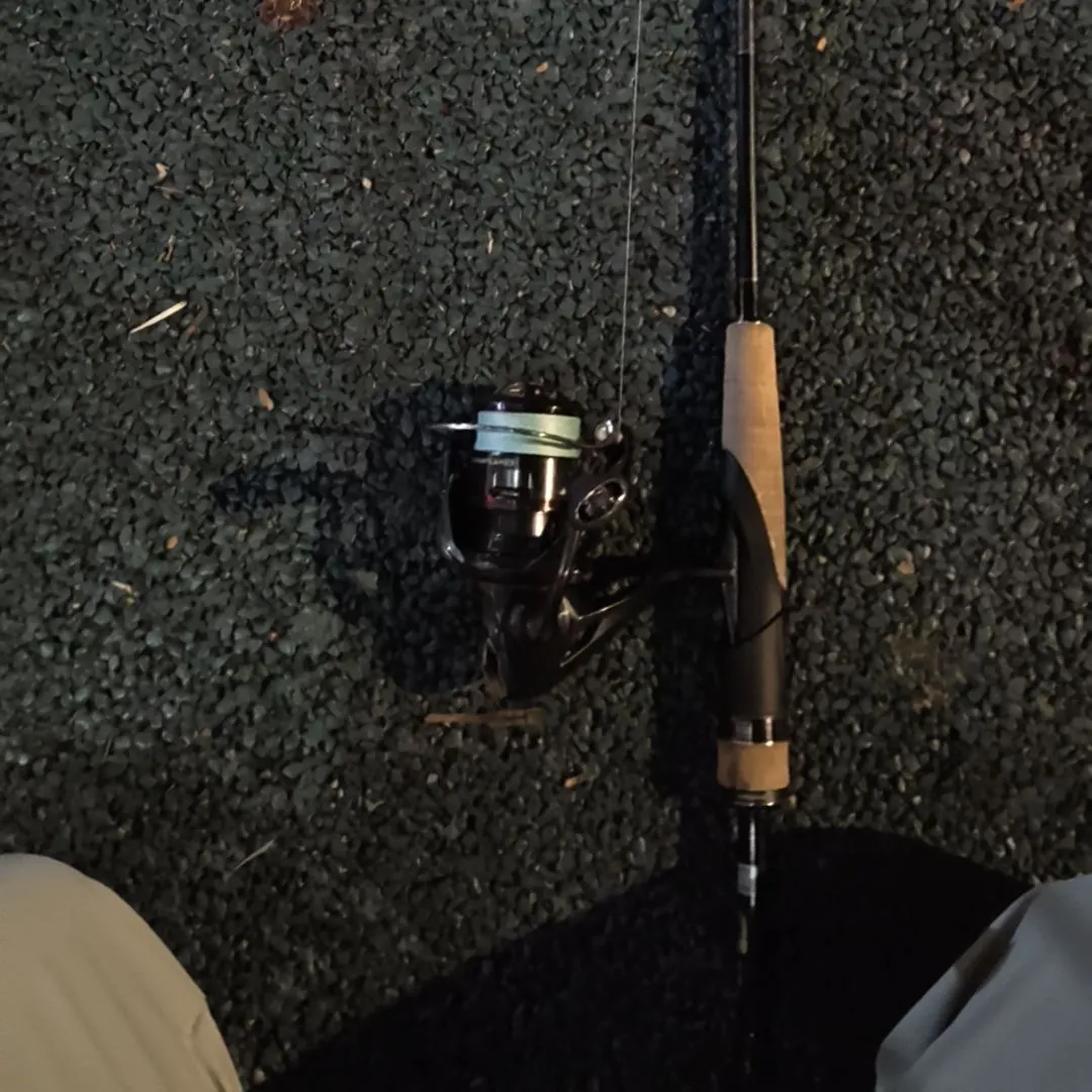 The most recent Striped snakehead catches on Fishbrain