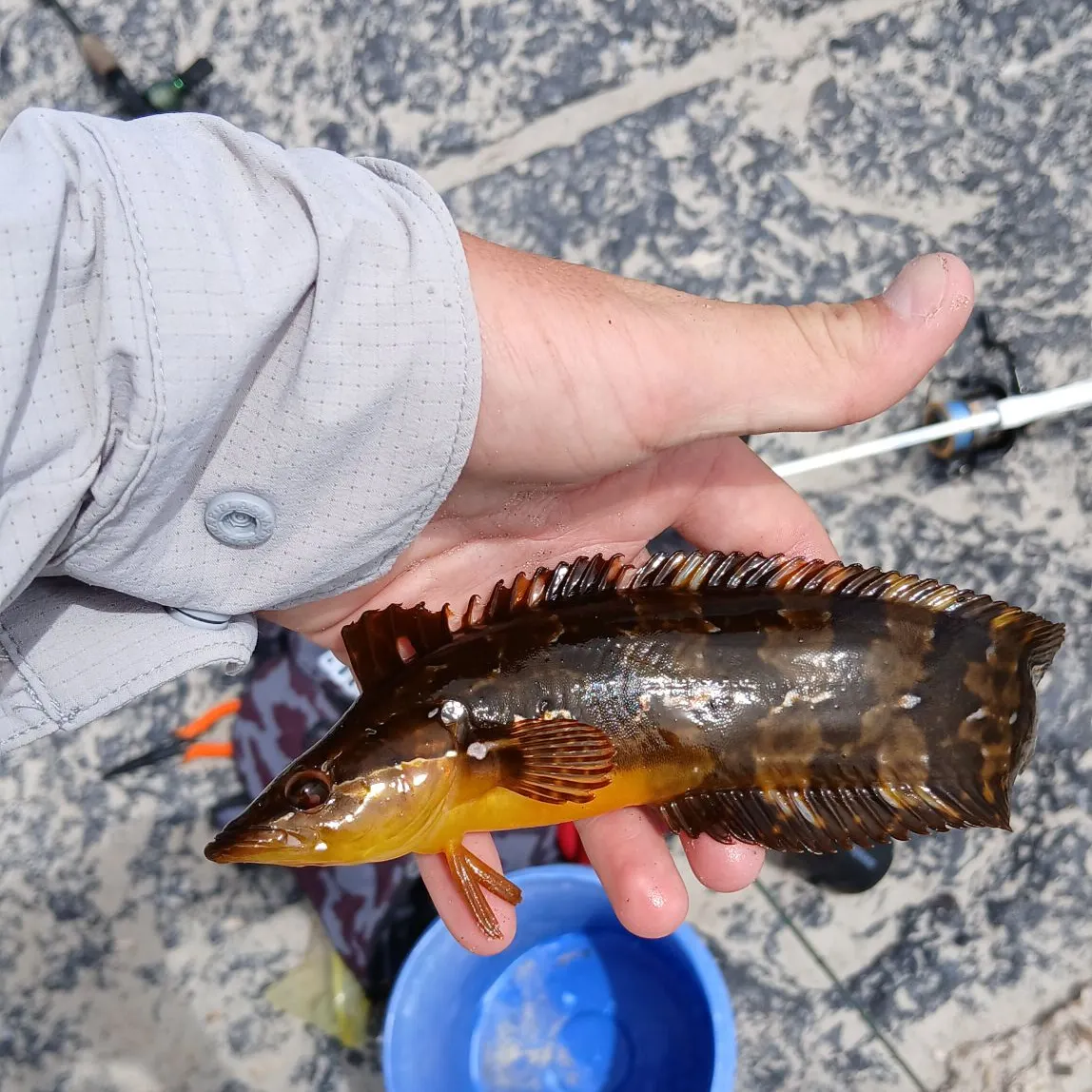 The most recent Giant kelpfish catches on Fishbrain
