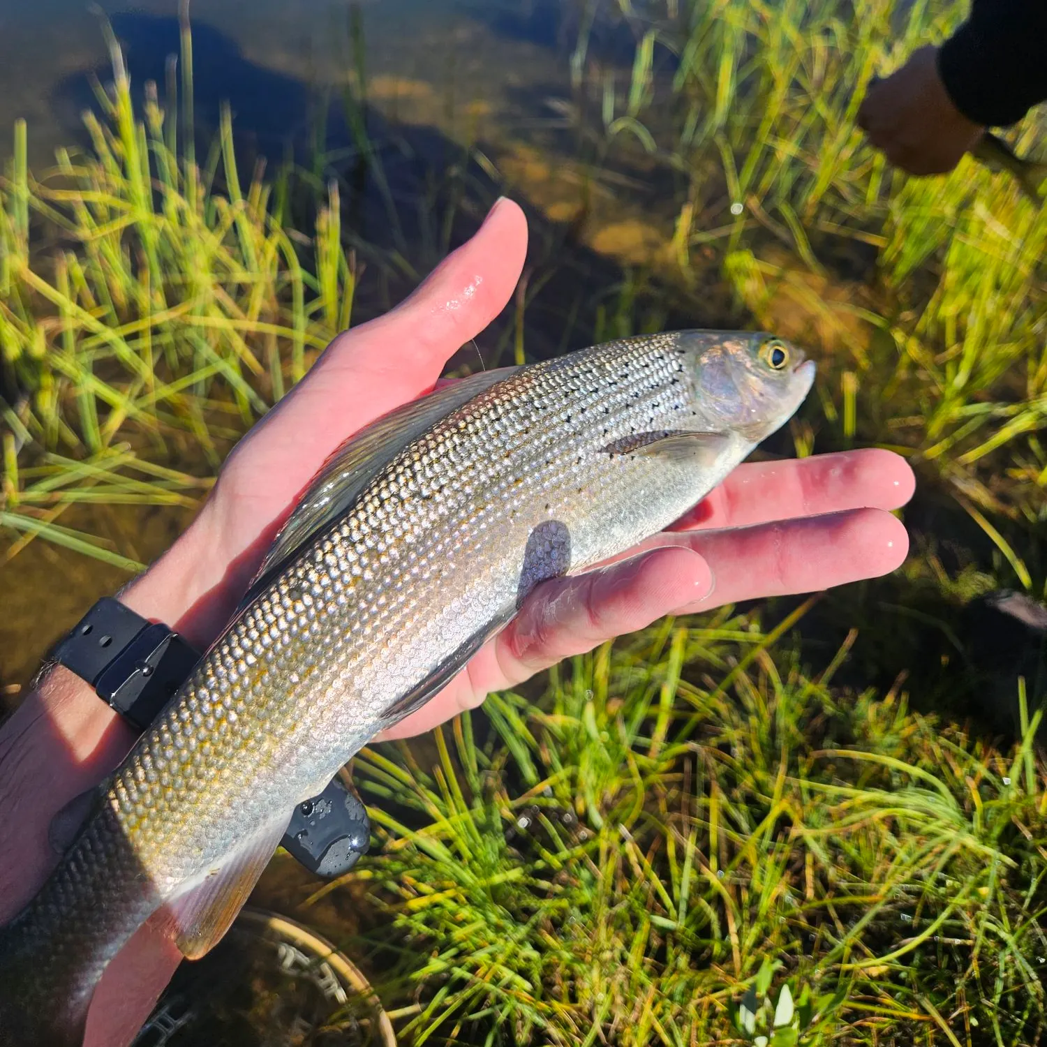 The most recent Arctic grayling catches on Fishbrain