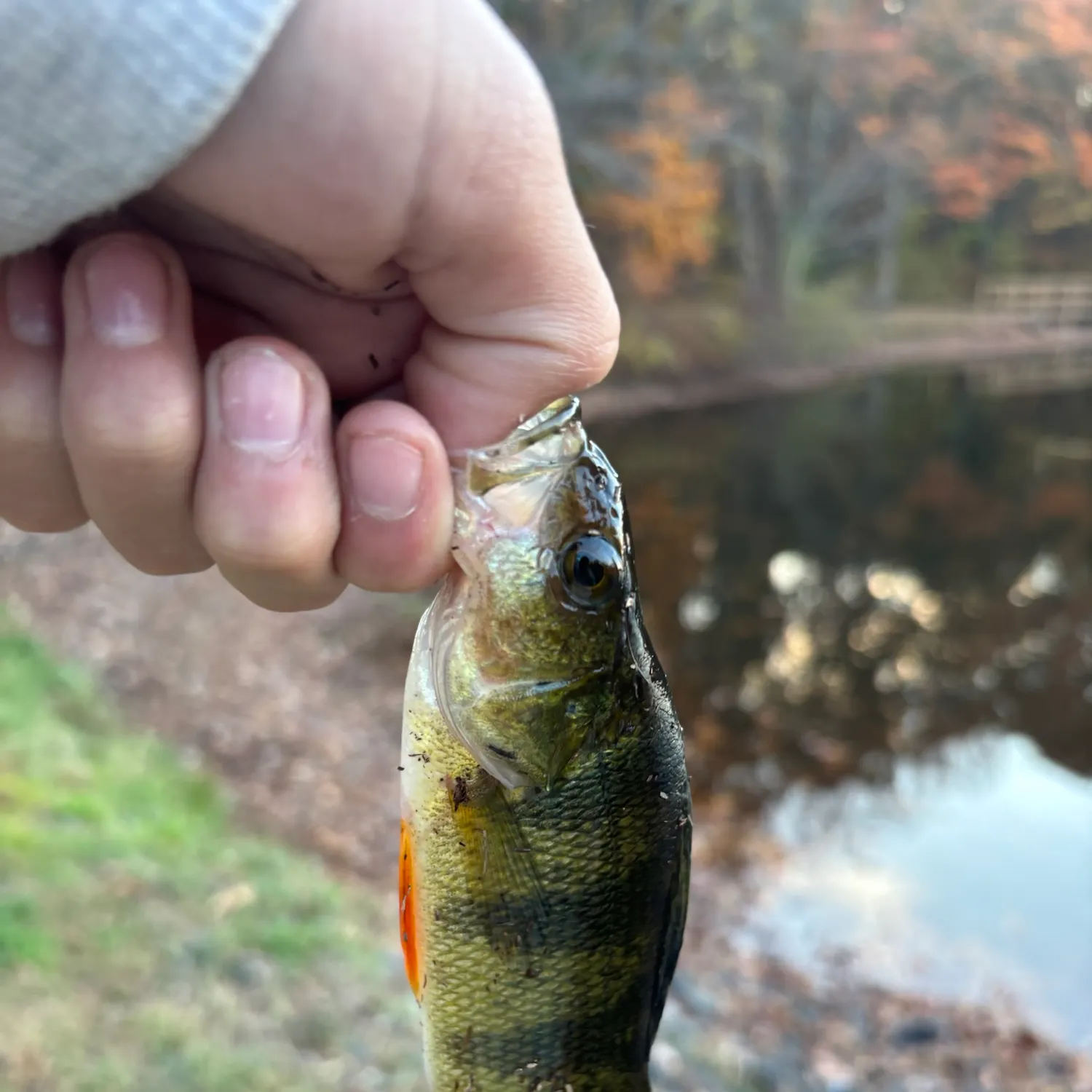 Yellow perch caught on Fishbrain