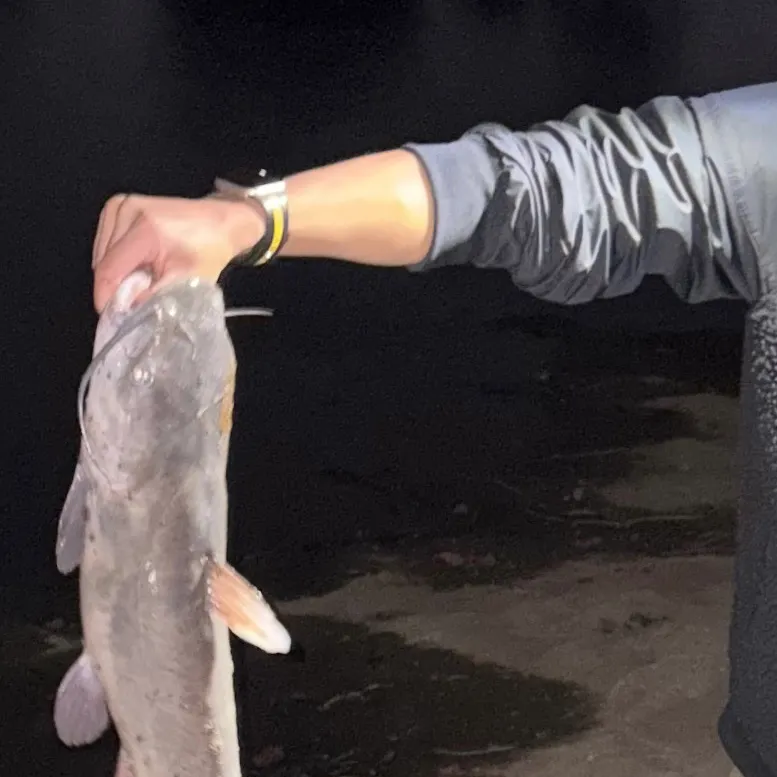 Channel catfish caught on Fishbrain