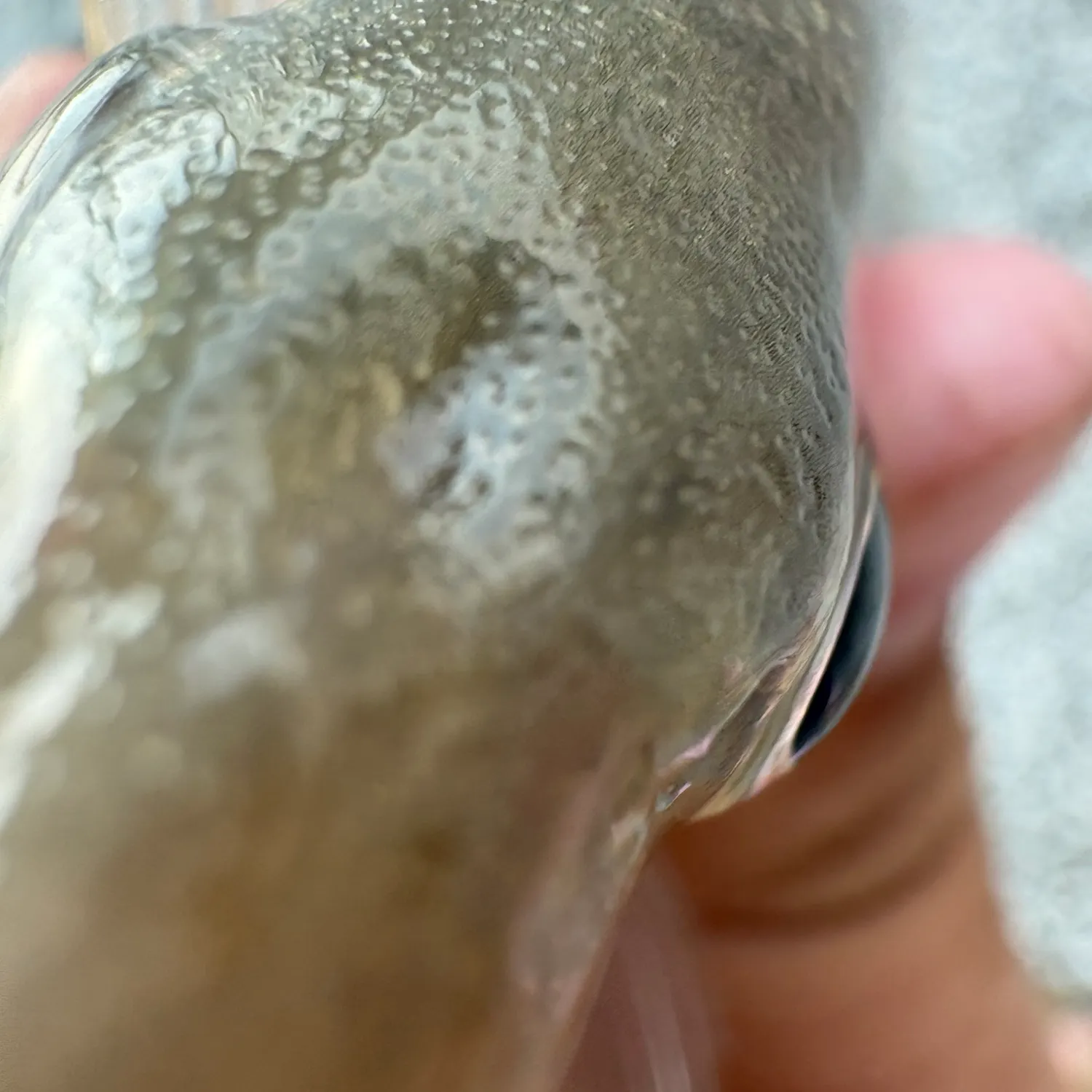 Atlantic croaker caught on Fishbrain