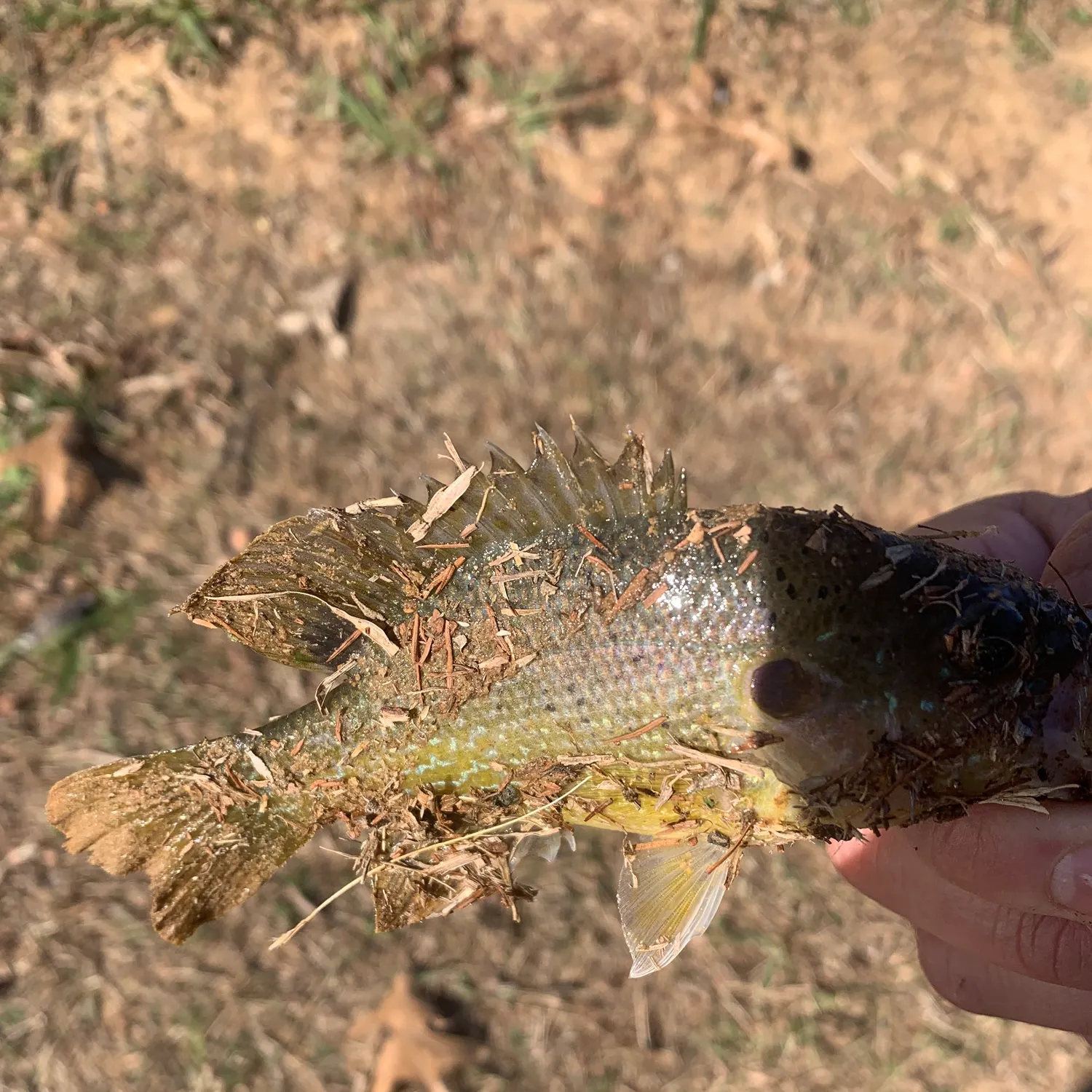 The most recent Green sunfish catches on Fishbrain