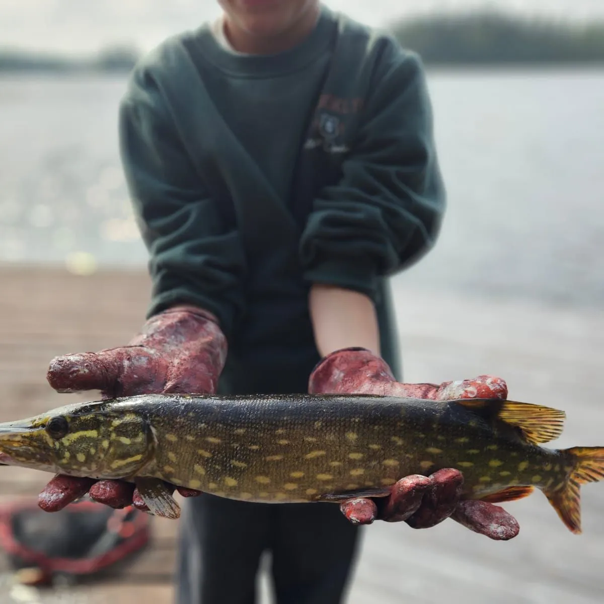Northern pike caught on Fishbrain